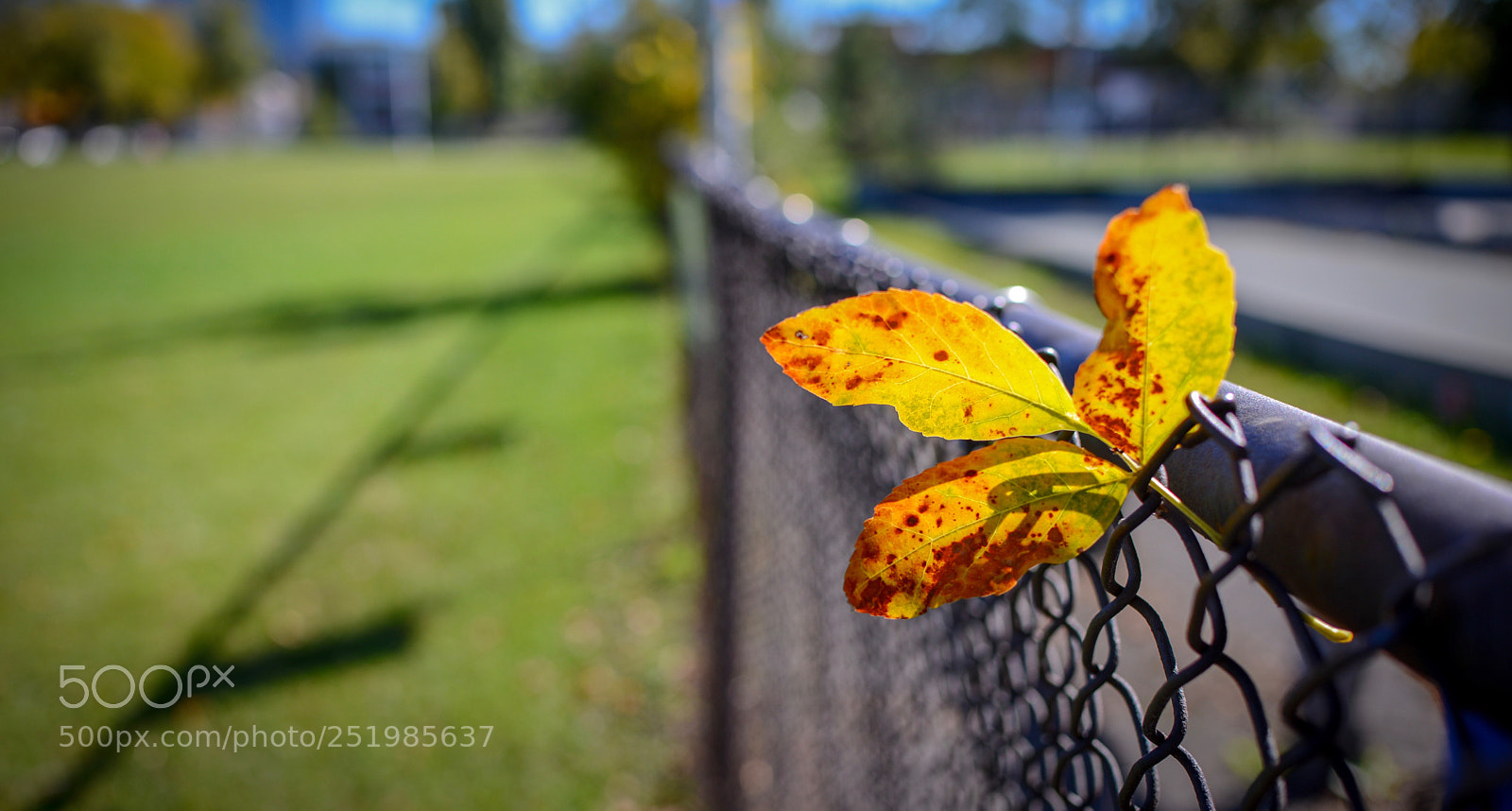Nikon D600 sample photo. Caught in the fence  photography