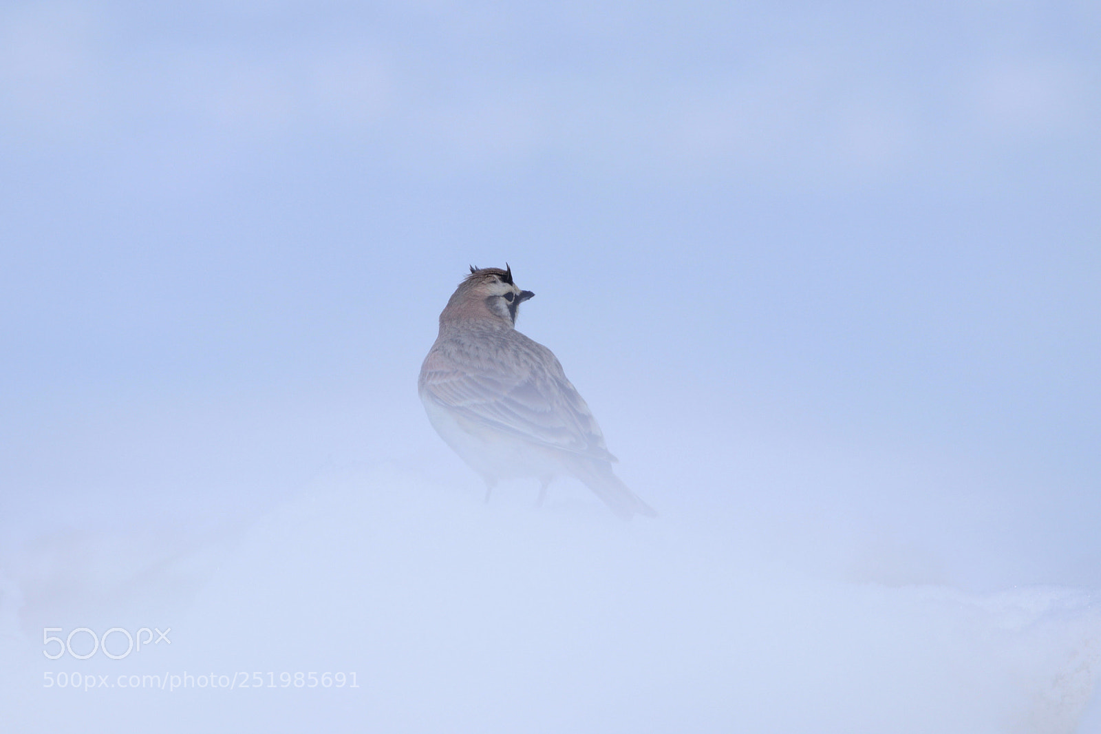Canon EOS 80D sample photo. Horned lark photography
