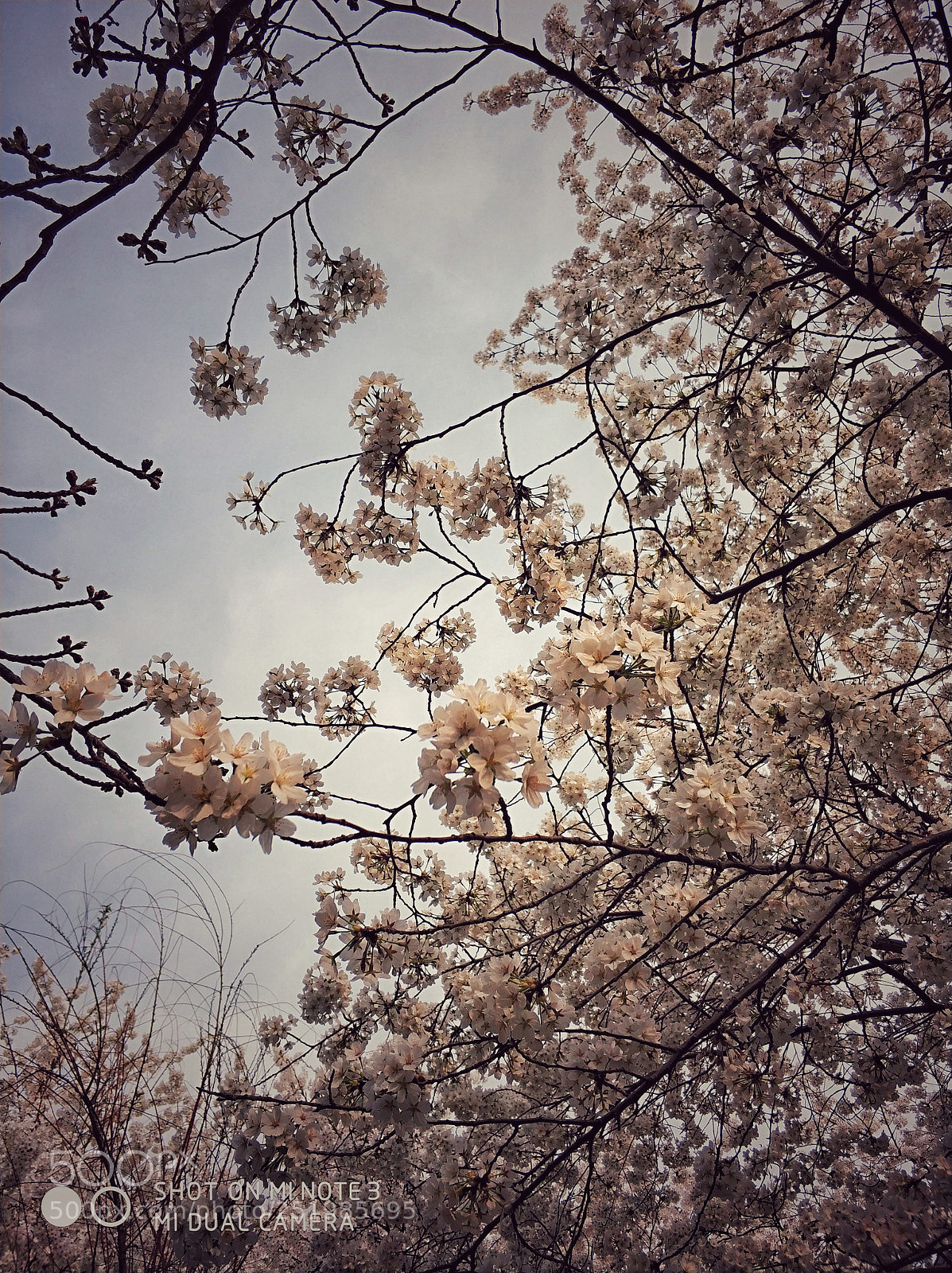Xiaomi Mi Note 3 sample photo. Untitled photography