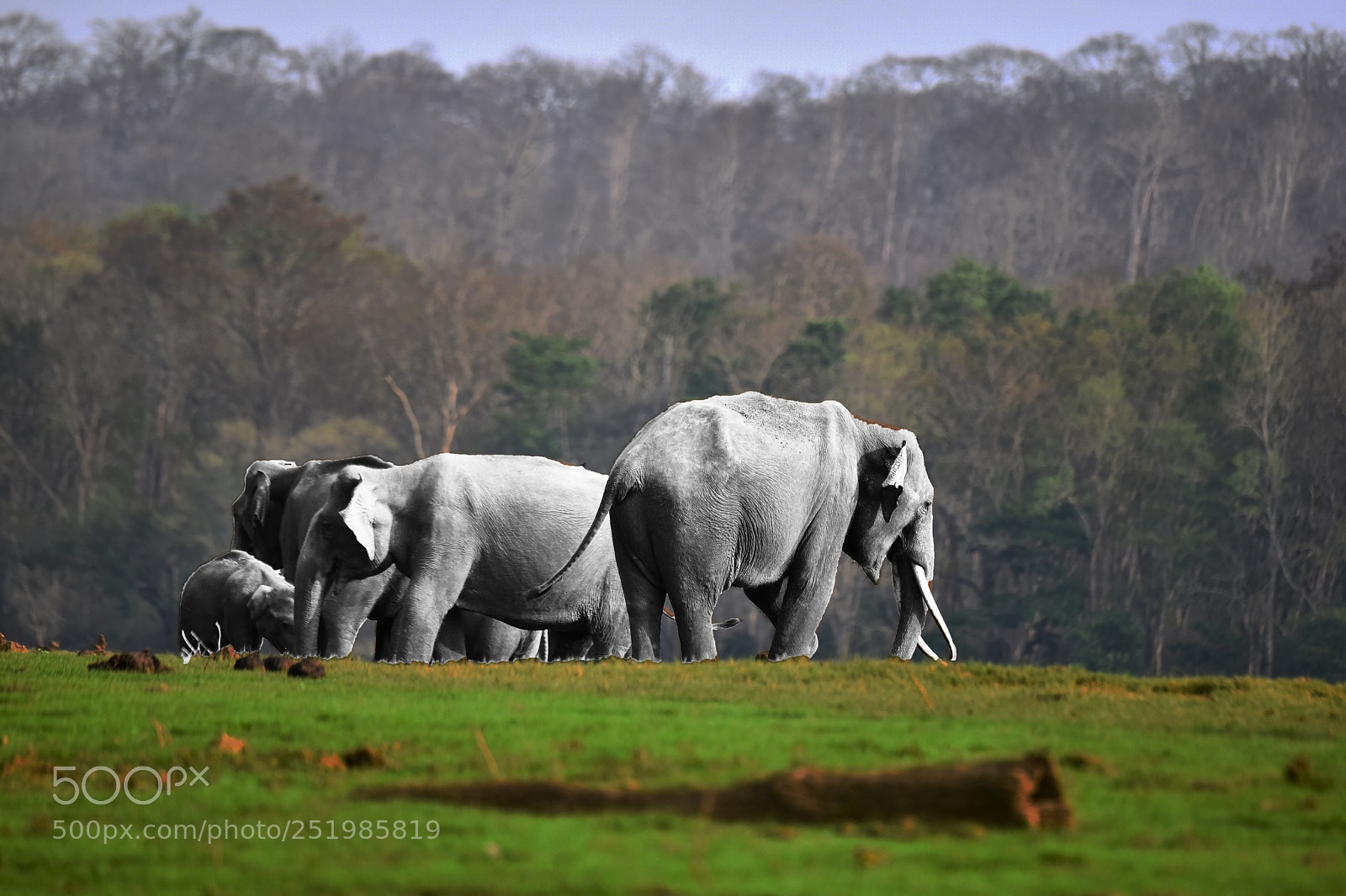 Nikon D810 sample photo. Kabini photography