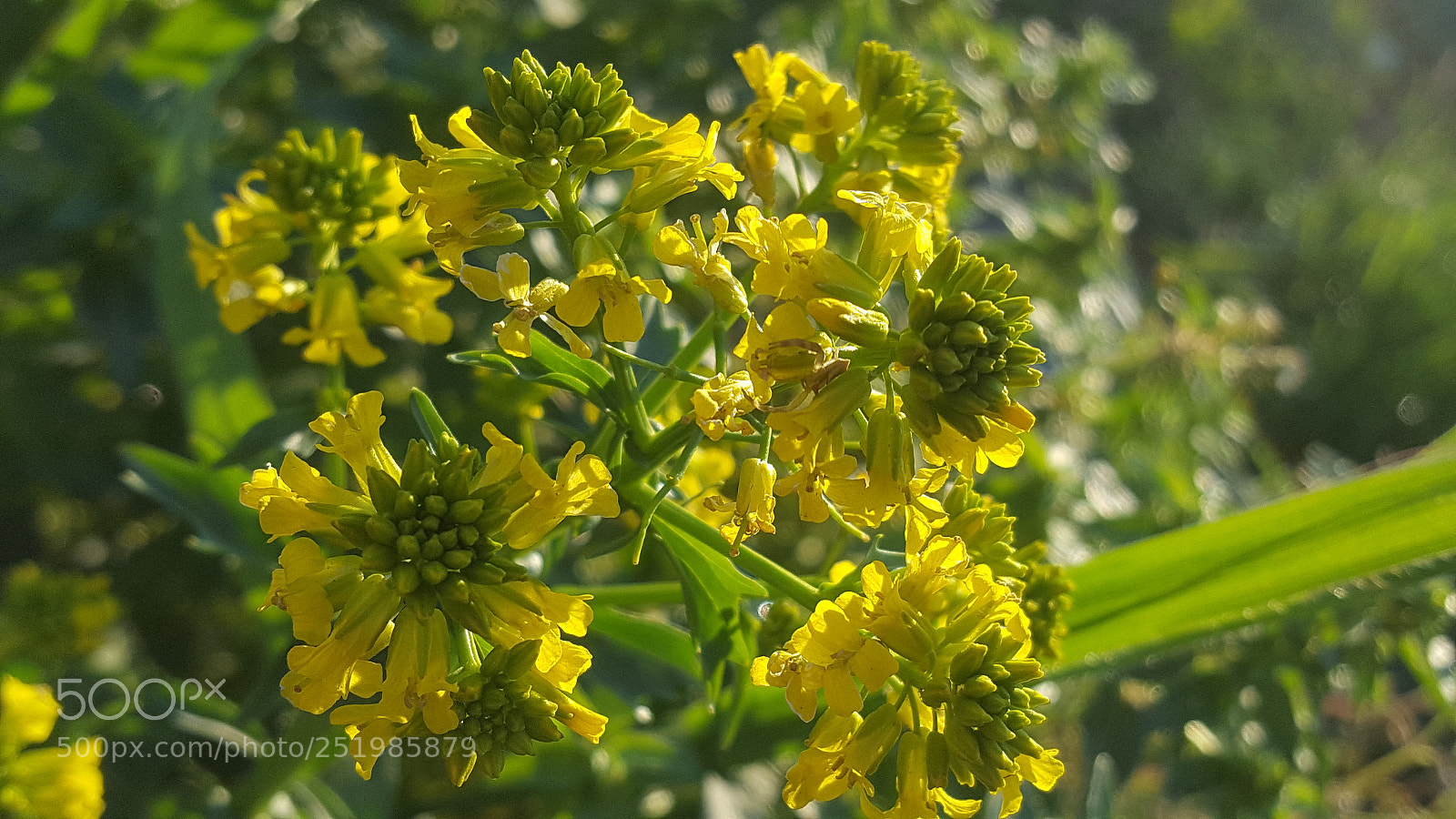 Samsung GALAXY S6 edge sample photo. Untitled photography