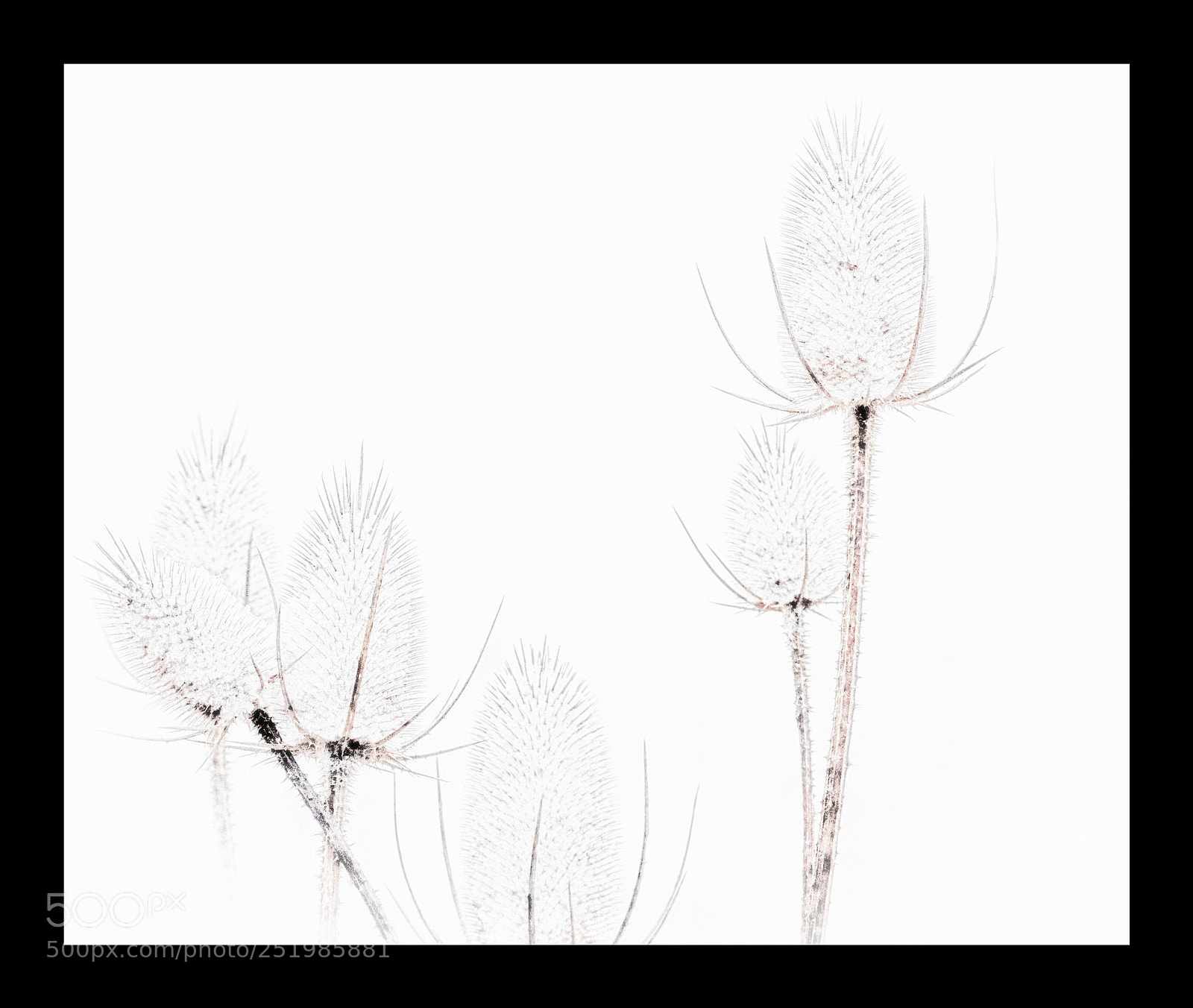 Nikon D3300 sample photo. Delicate thorns in the photography