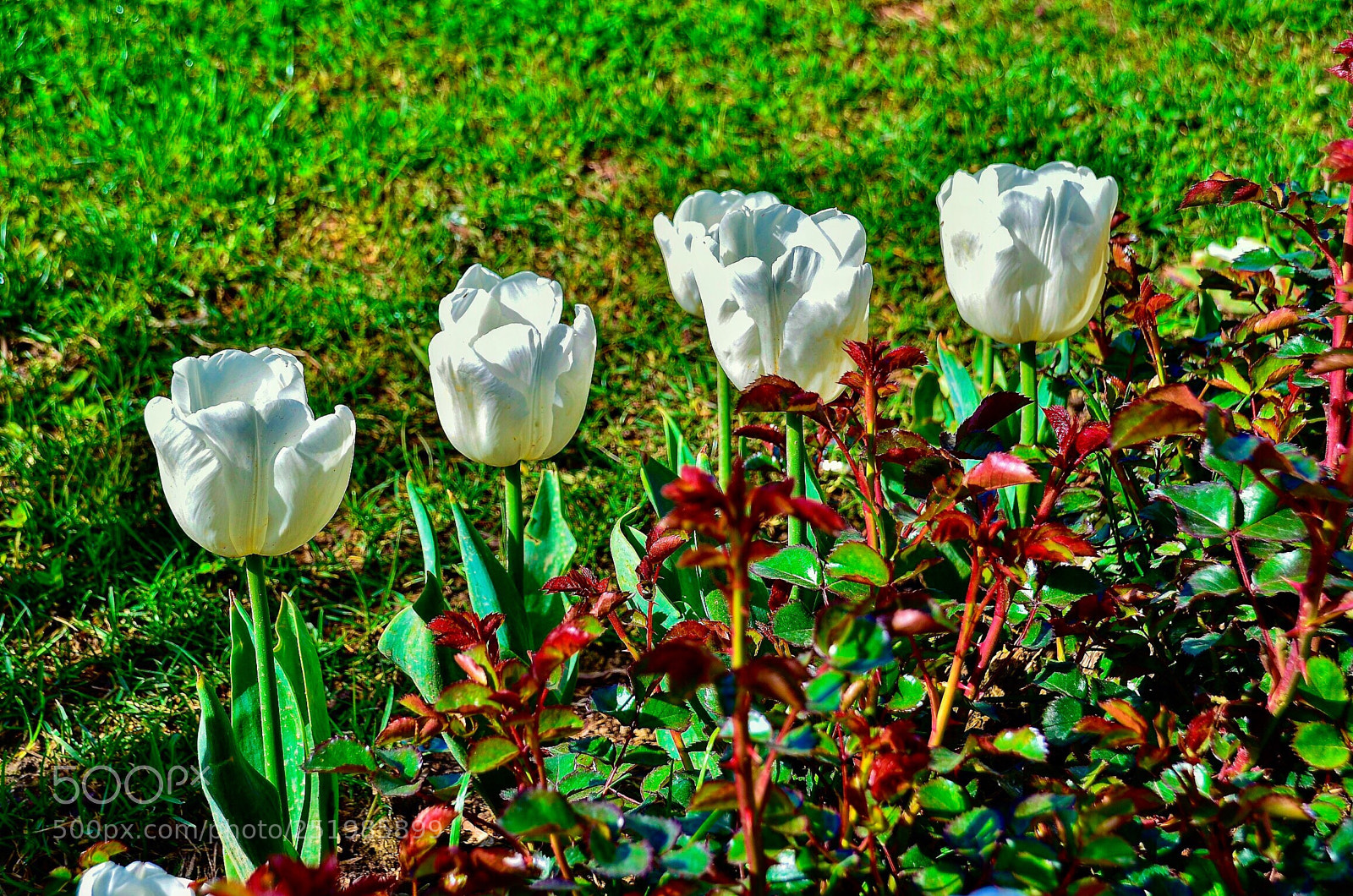 Nikon D7000 sample photo. White tulips photography