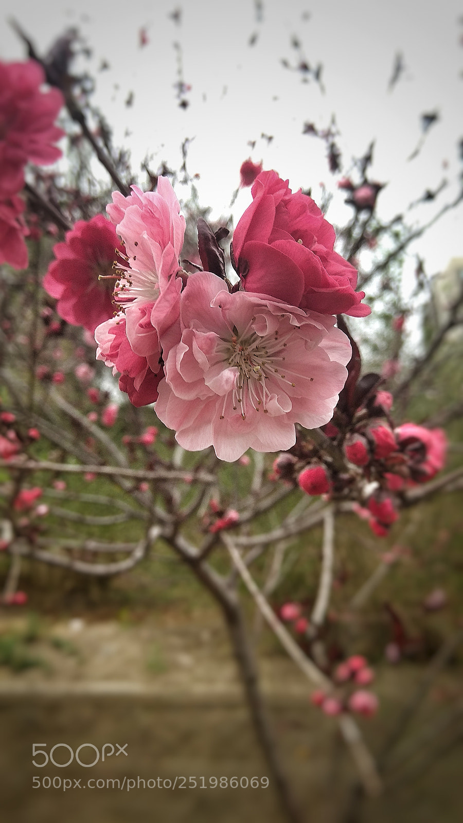 Xiaomi Redmi Note 4X sample photo. Untitled photography