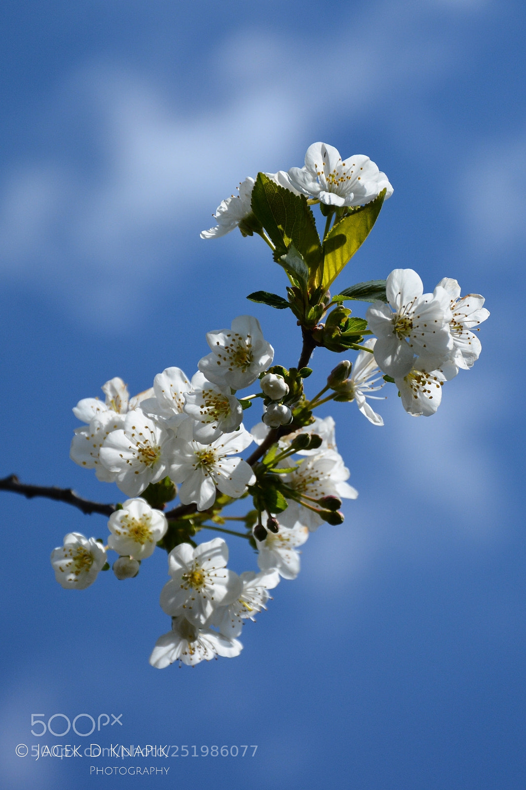 Nikon D7100 sample photo. G photography