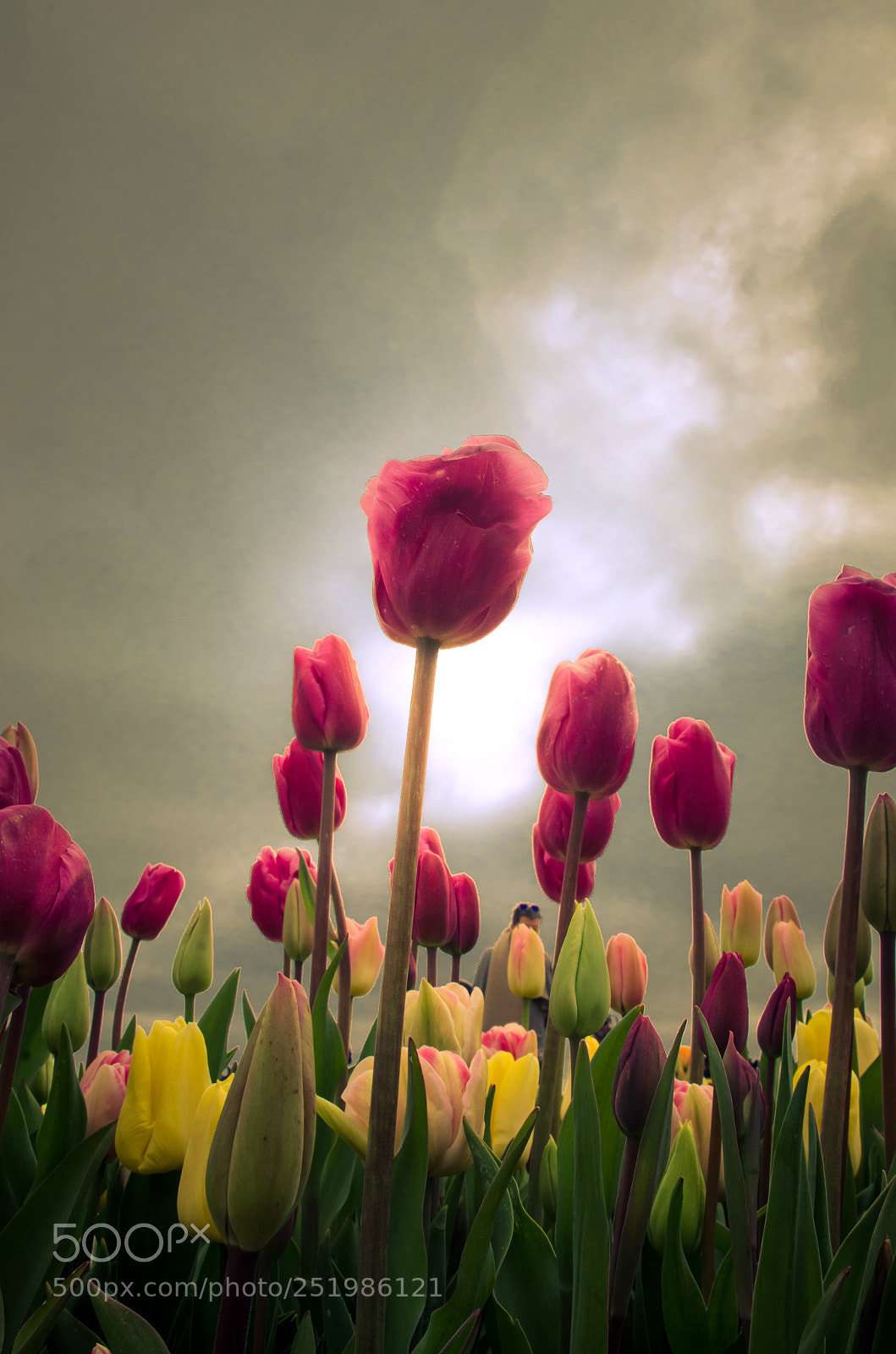 Nikon D5100 sample photo. Tulips against the clouds photography