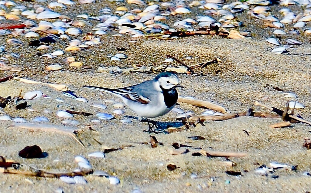 Nikon D7000 sample photo. Little cute bird photography