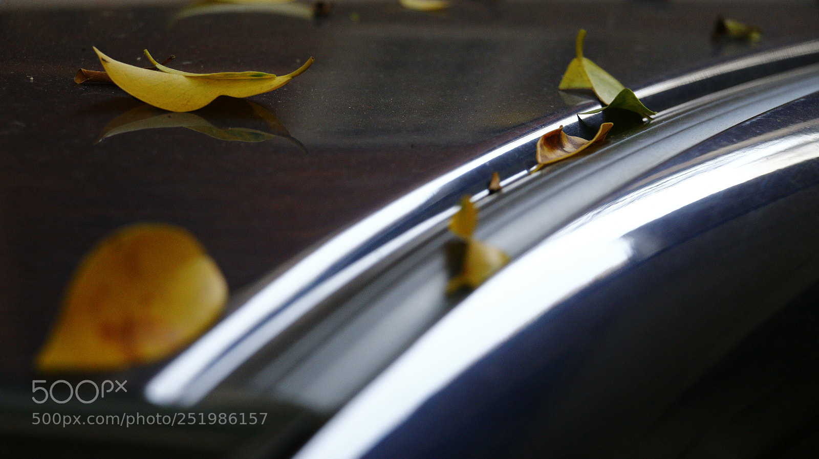 Canon EOS 70D sample photo. The leaf photography