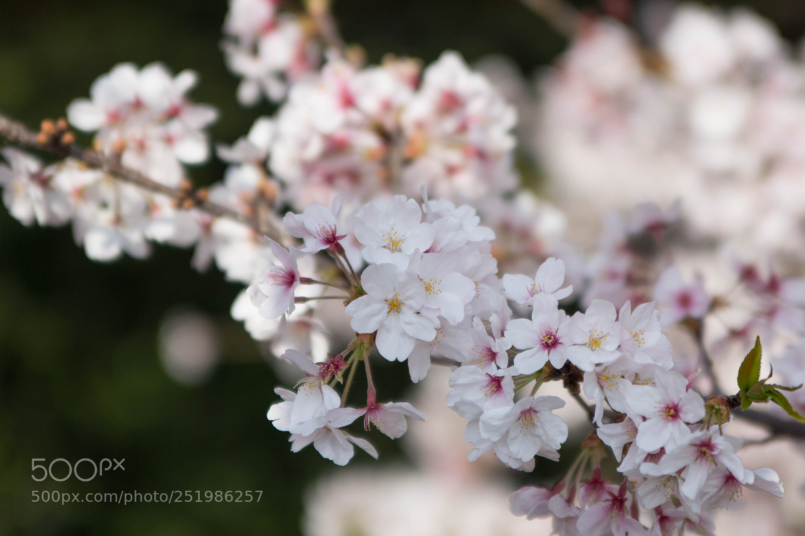 Canon EOS 600D (Rebel EOS T3i / EOS Kiss X5) sample photo. Spring in japan photography