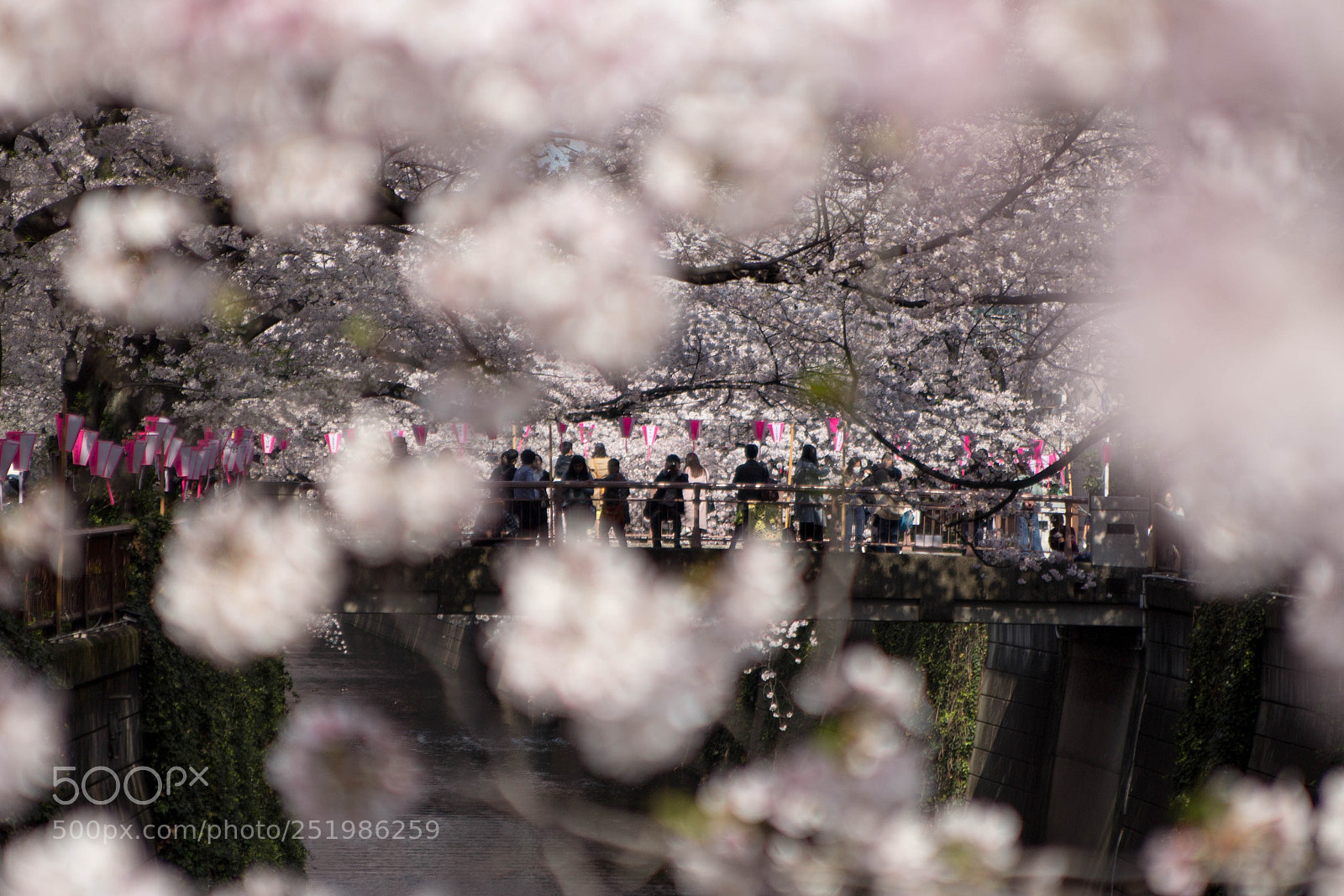 Canon EOS 600D (Rebel EOS T3i / EOS Kiss X5) sample photo. Spring in japan photography