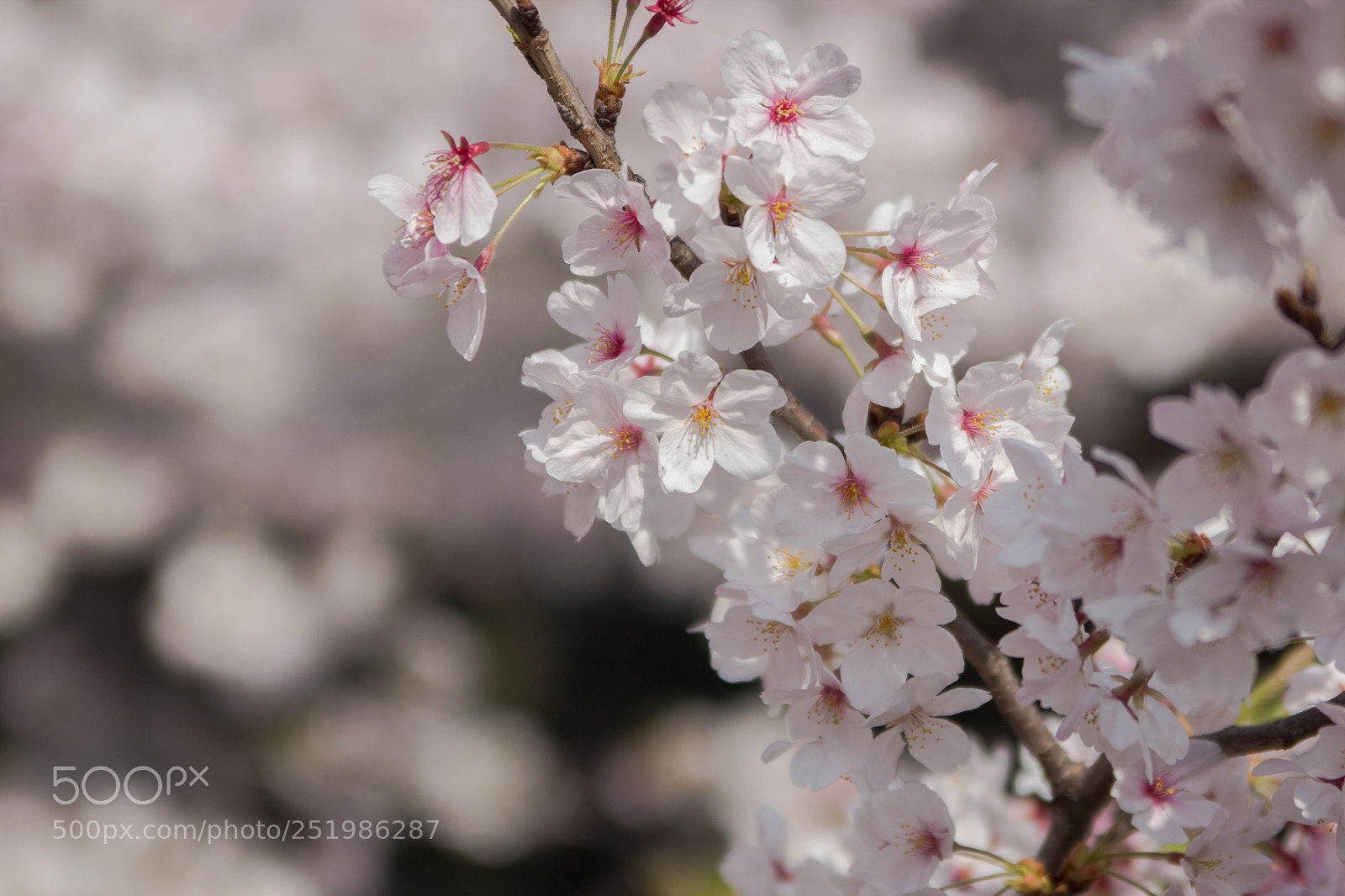 Canon EOS 600D (Rebel EOS T3i / EOS Kiss X5) sample photo. Spring in japan photography