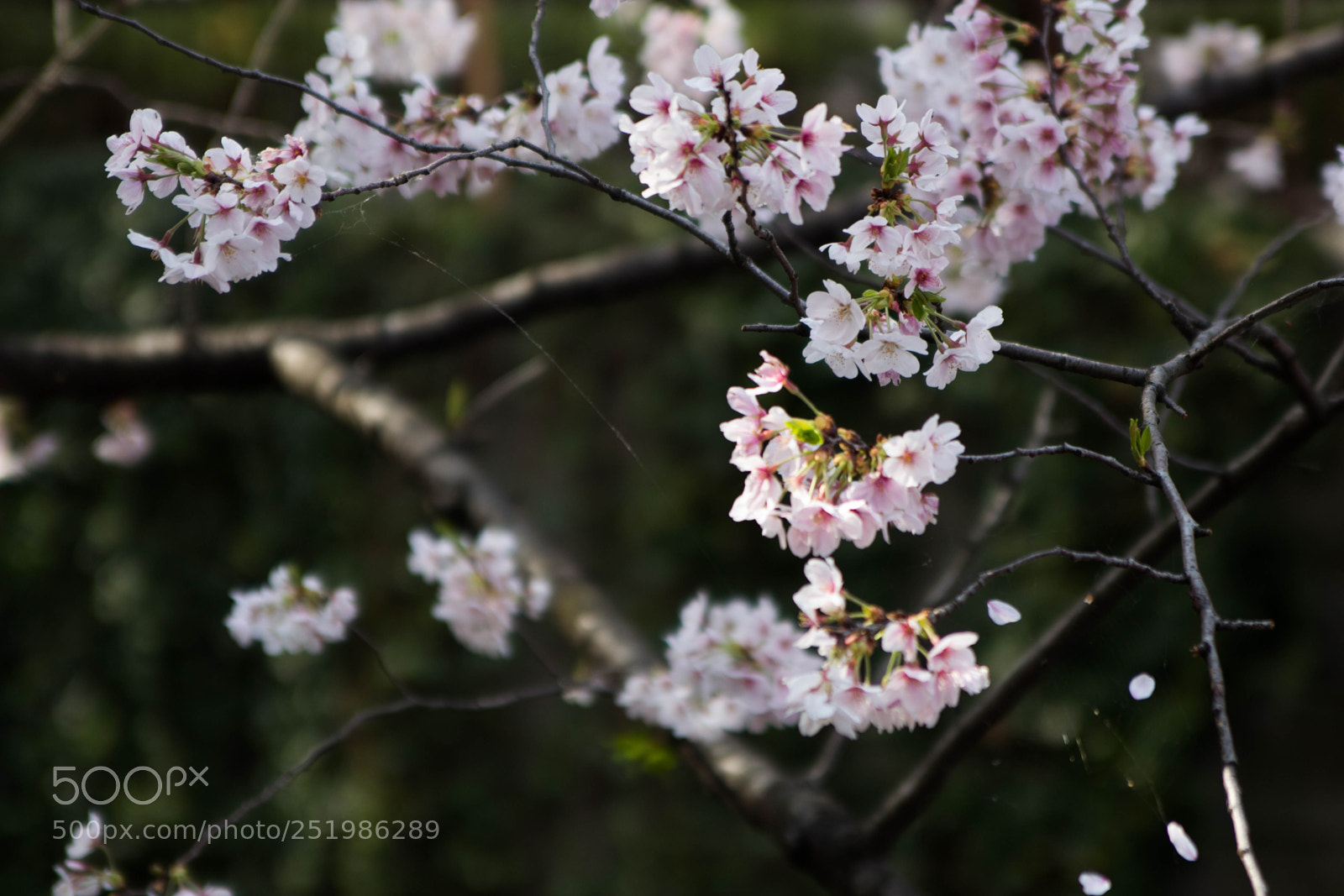 Canon EOS 600D (Rebel EOS T3i / EOS Kiss X5) sample photo. Spring in japan photography