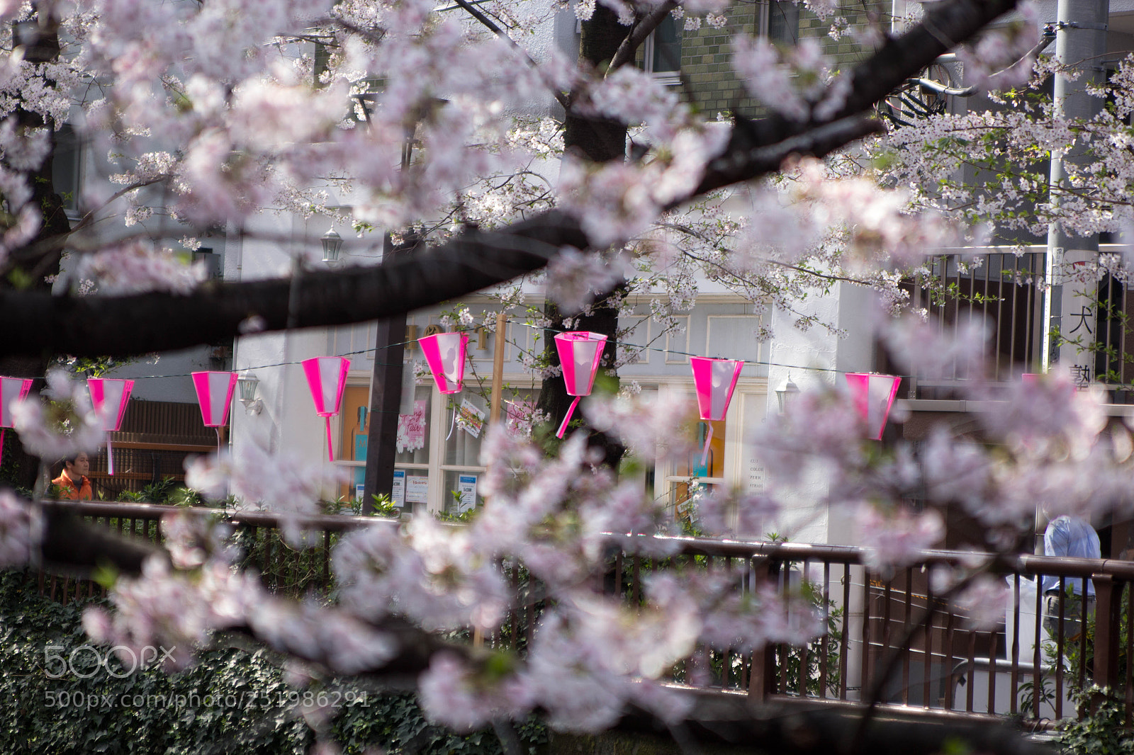 Canon EOS 600D (Rebel EOS T3i / EOS Kiss X5) sample photo. Spring in japan photography