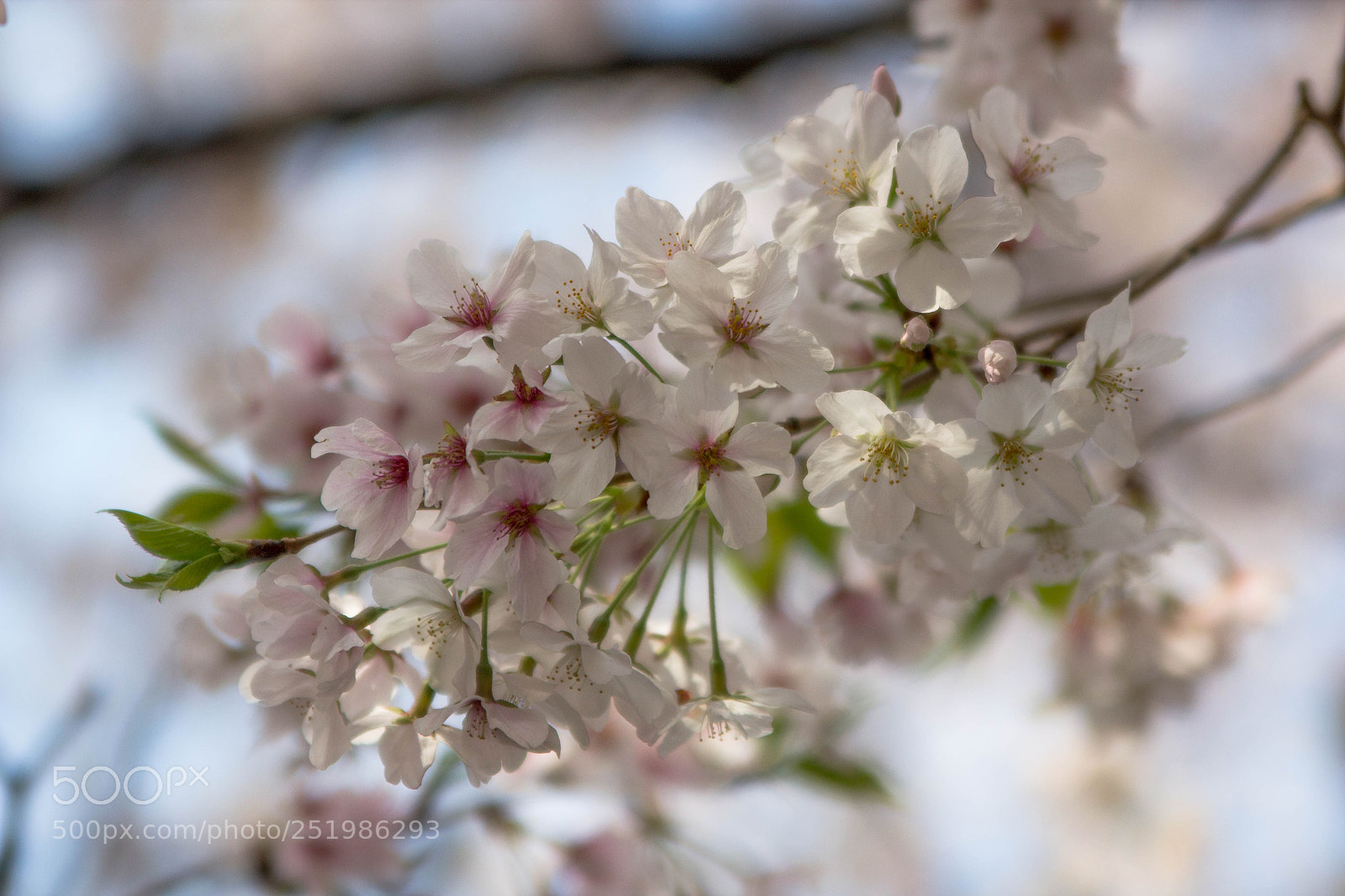 Canon EOS 600D (Rebel EOS T3i / EOS Kiss X5) sample photo. Spring in japan photography