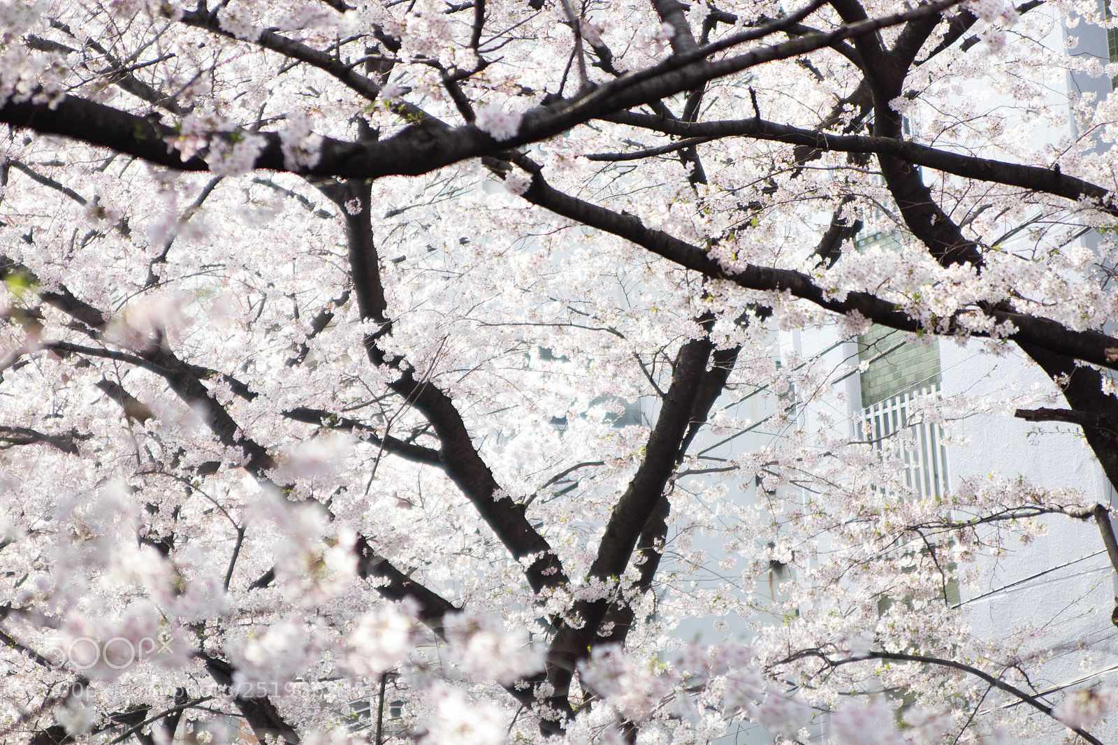 Canon EOS 600D (Rebel EOS T3i / EOS Kiss X5) sample photo. Spring in japan photography