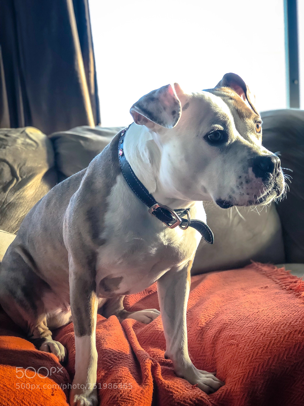 Apple iPhone 8 Plus sample photo. Pretty doggie  photography