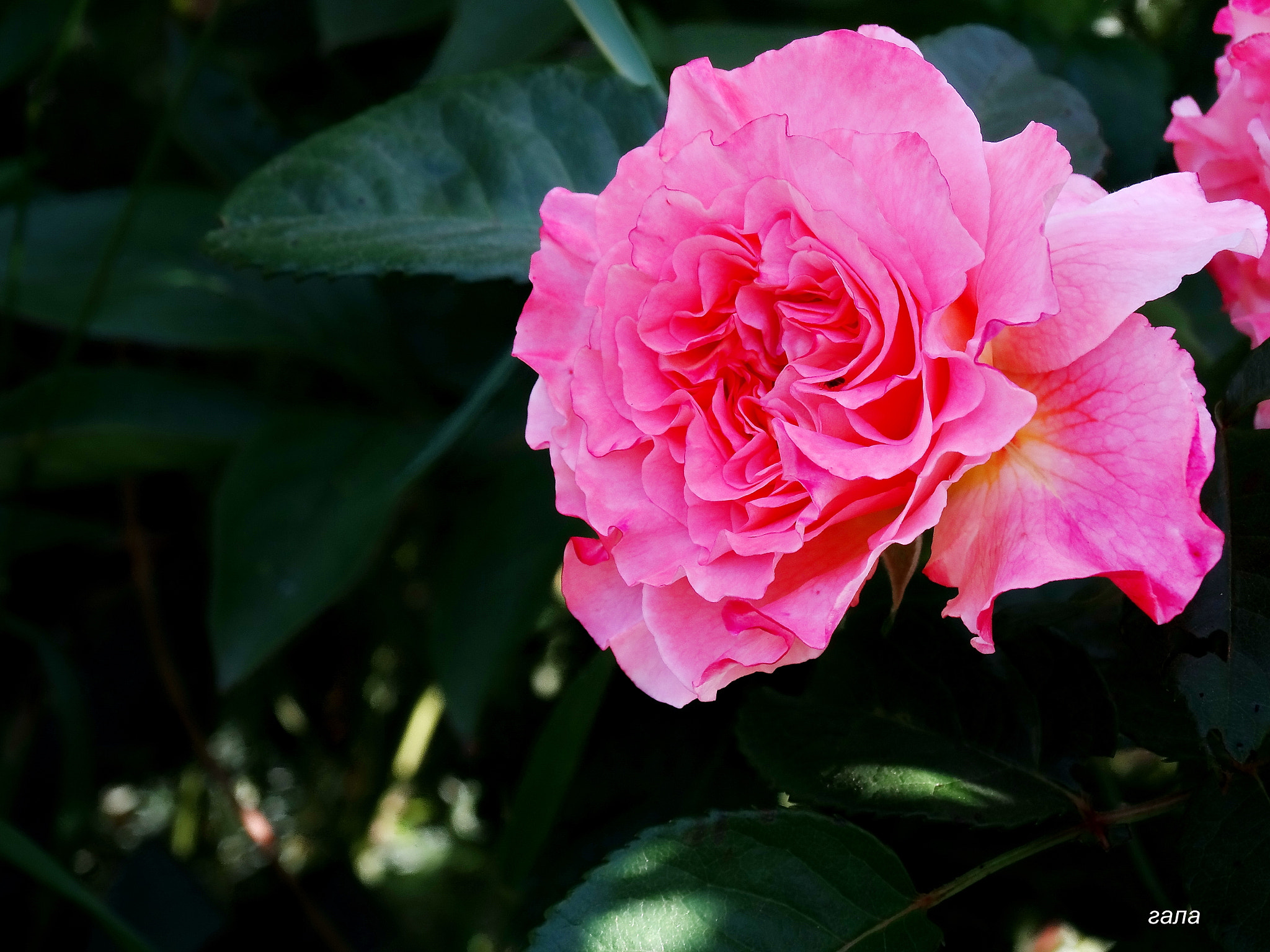 Minolta AF 80-200mm F2.8 HS-APO G sample photo. Elegance photography