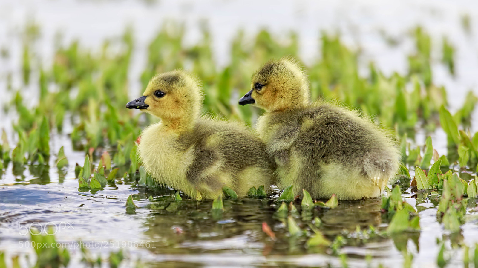 Canon EOS 5D Mark IV sample photo. Canadian goose chicks photography