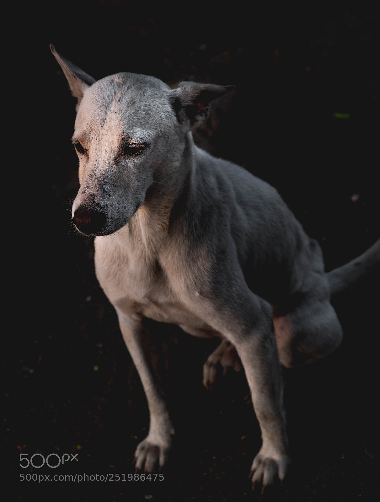 Fujifilm X-T2 sample photo. Dog photography