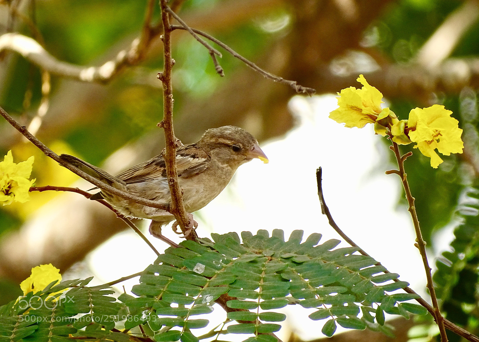 Sony Cyber-shot DSC-HX400V sample photo. Sparrow photography