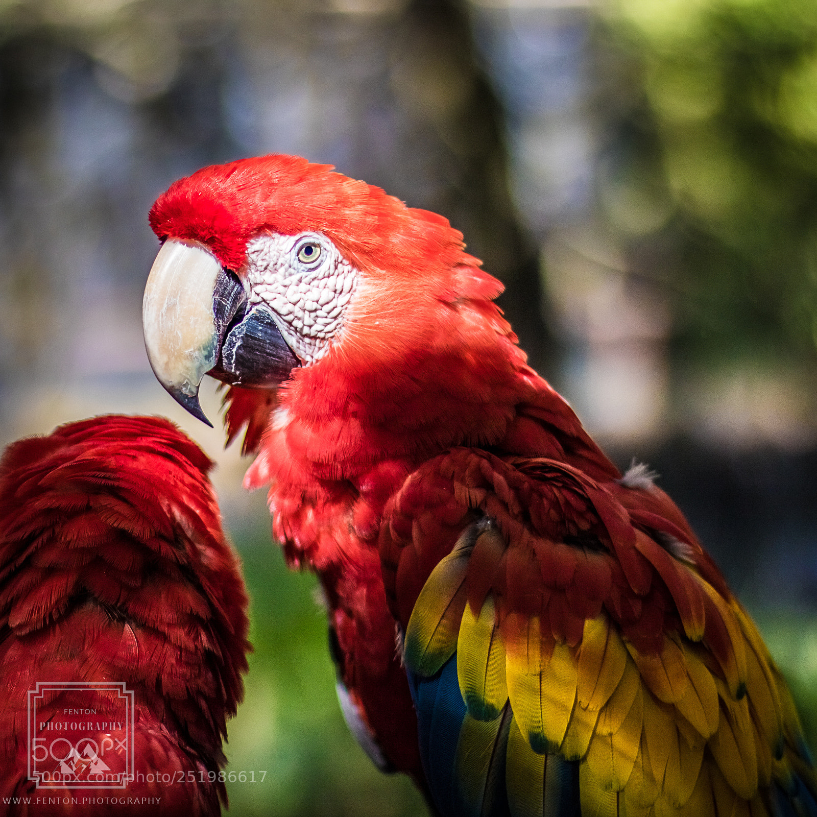 Canon EOS 760D (EOS Rebel T6s / EOS 8000D) sample photo. Xcaret macaw photography