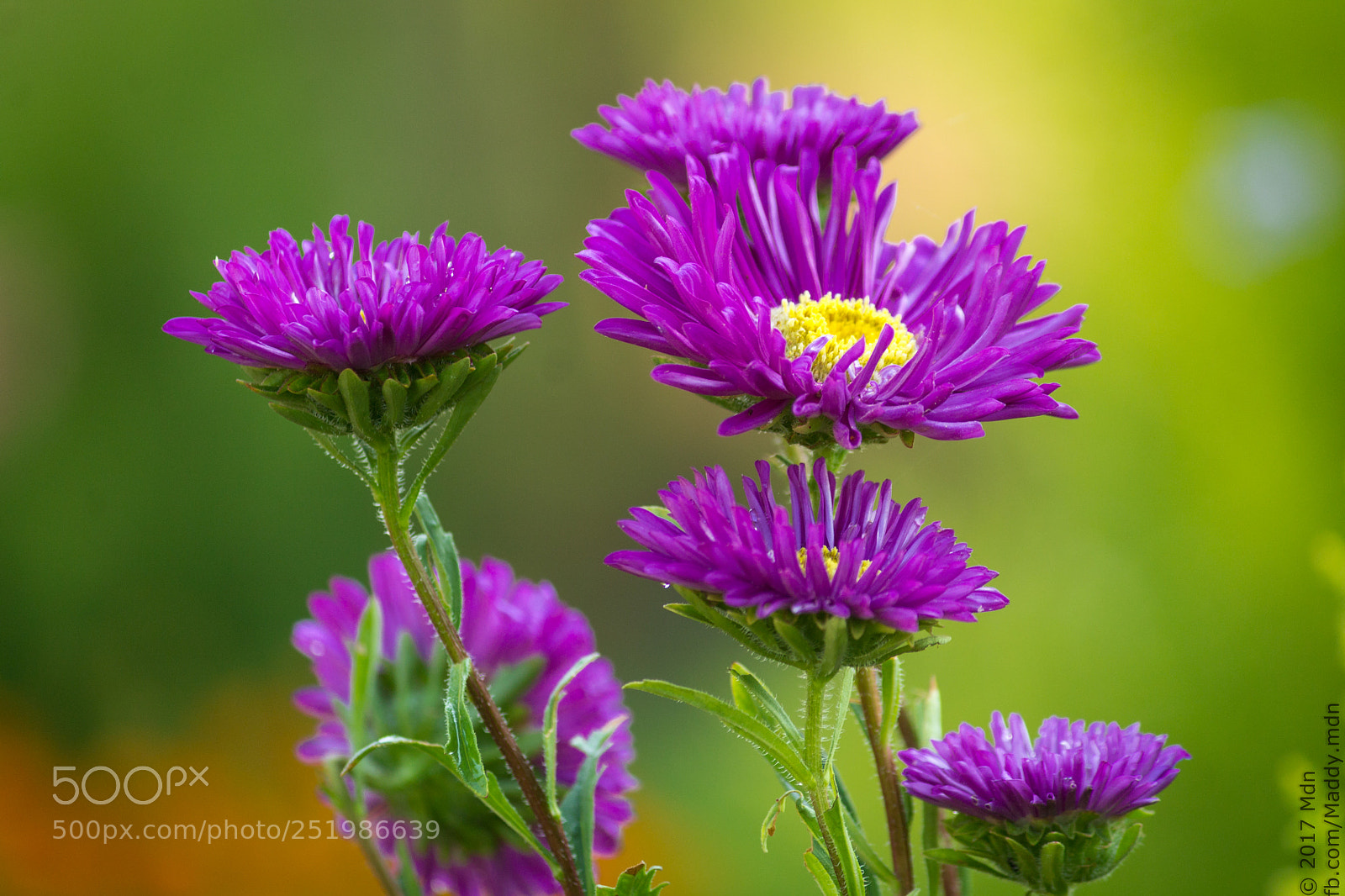 Canon EOS 1100D (EOS Rebel T3 / EOS Kiss X50) sample photo. Purple daisy photography