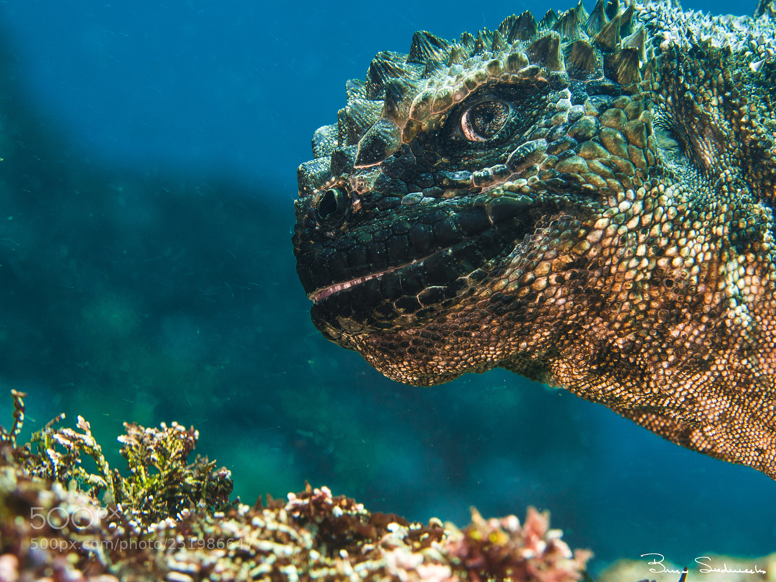 Olympus OM-D E-M5 sample photo. Oh no, godzilla photography