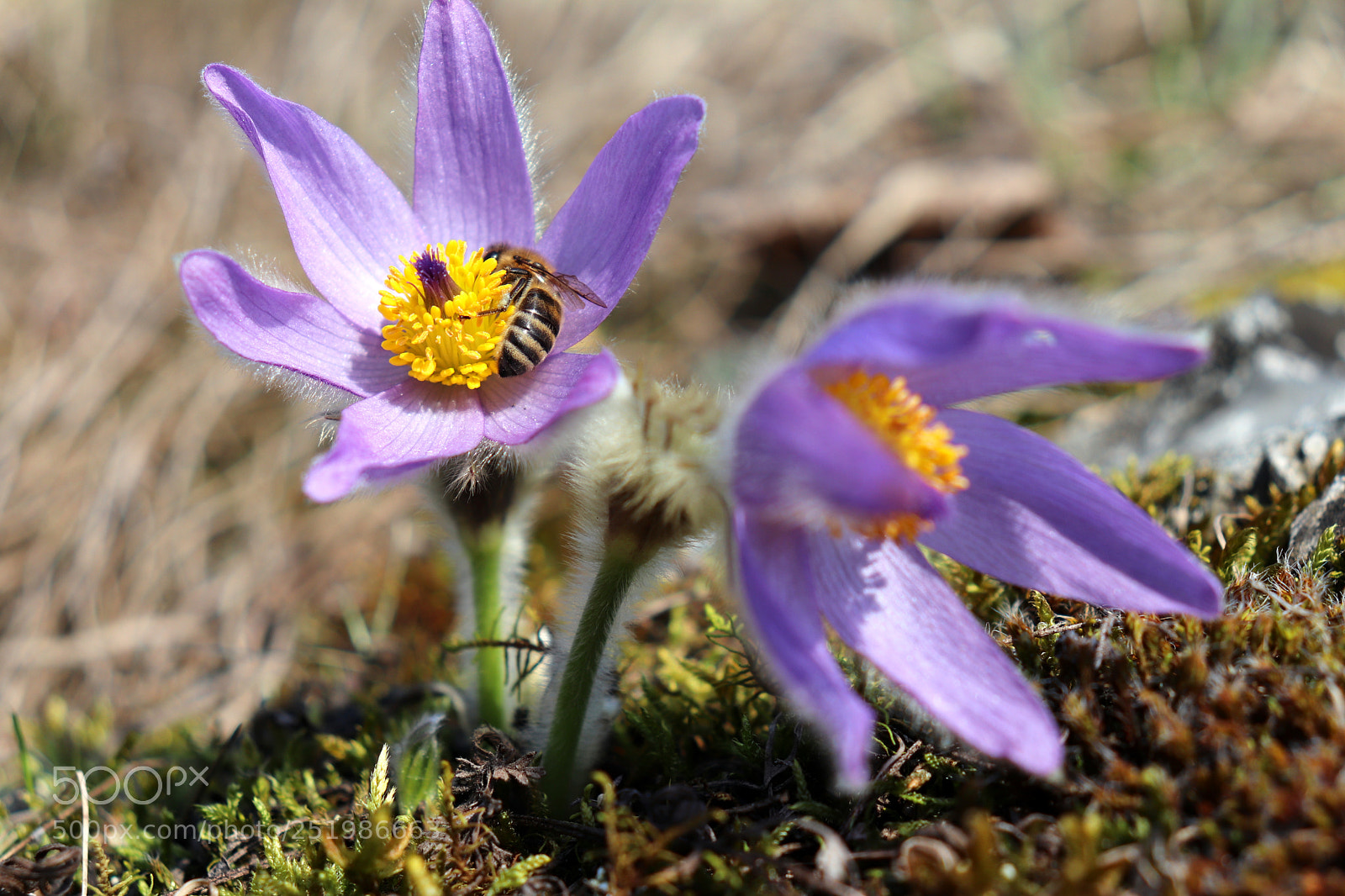 Canon EOS 200D (EOS Rebel SL2 / EOS Kiss X9) sample photo. Spring is here photography