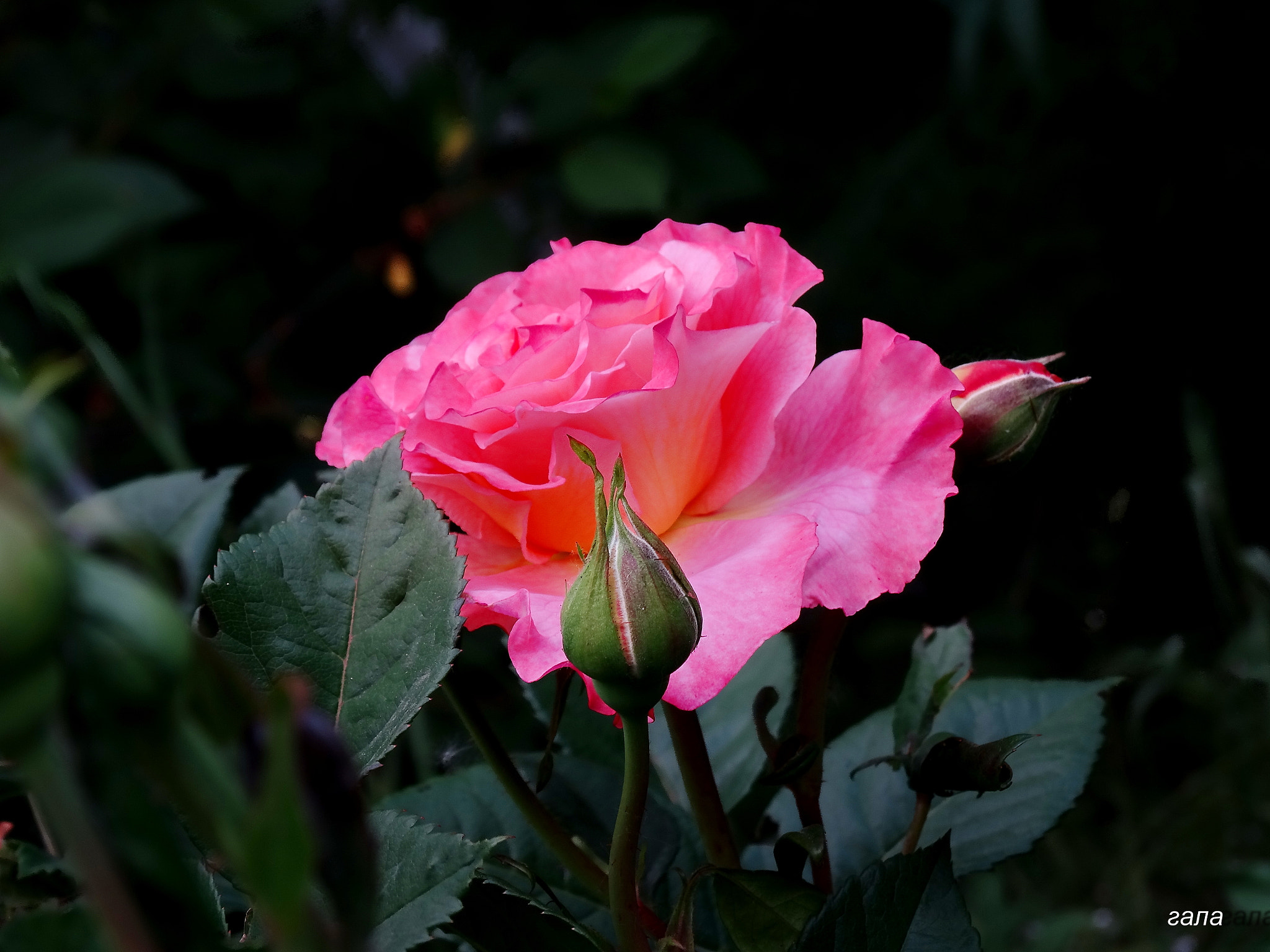 Minolta AF 80-200mm F2.8 HS-APO G sample photo. Elegance photography
