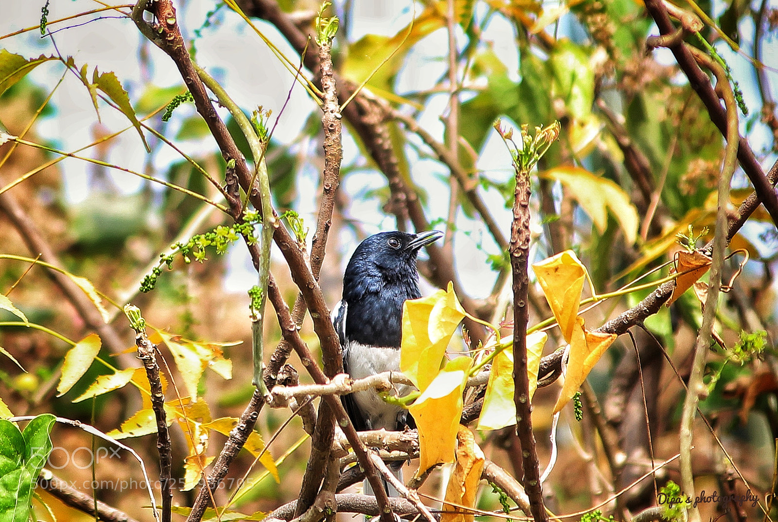 Canon EOS 700D (EOS Rebel T5i / EOS Kiss X7i) sample photo. Oriental magpie robin photography
