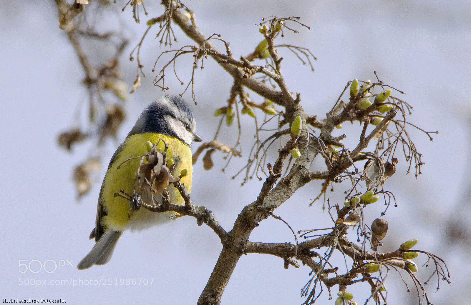 Nikon D7200 sample photo. Good morning photography