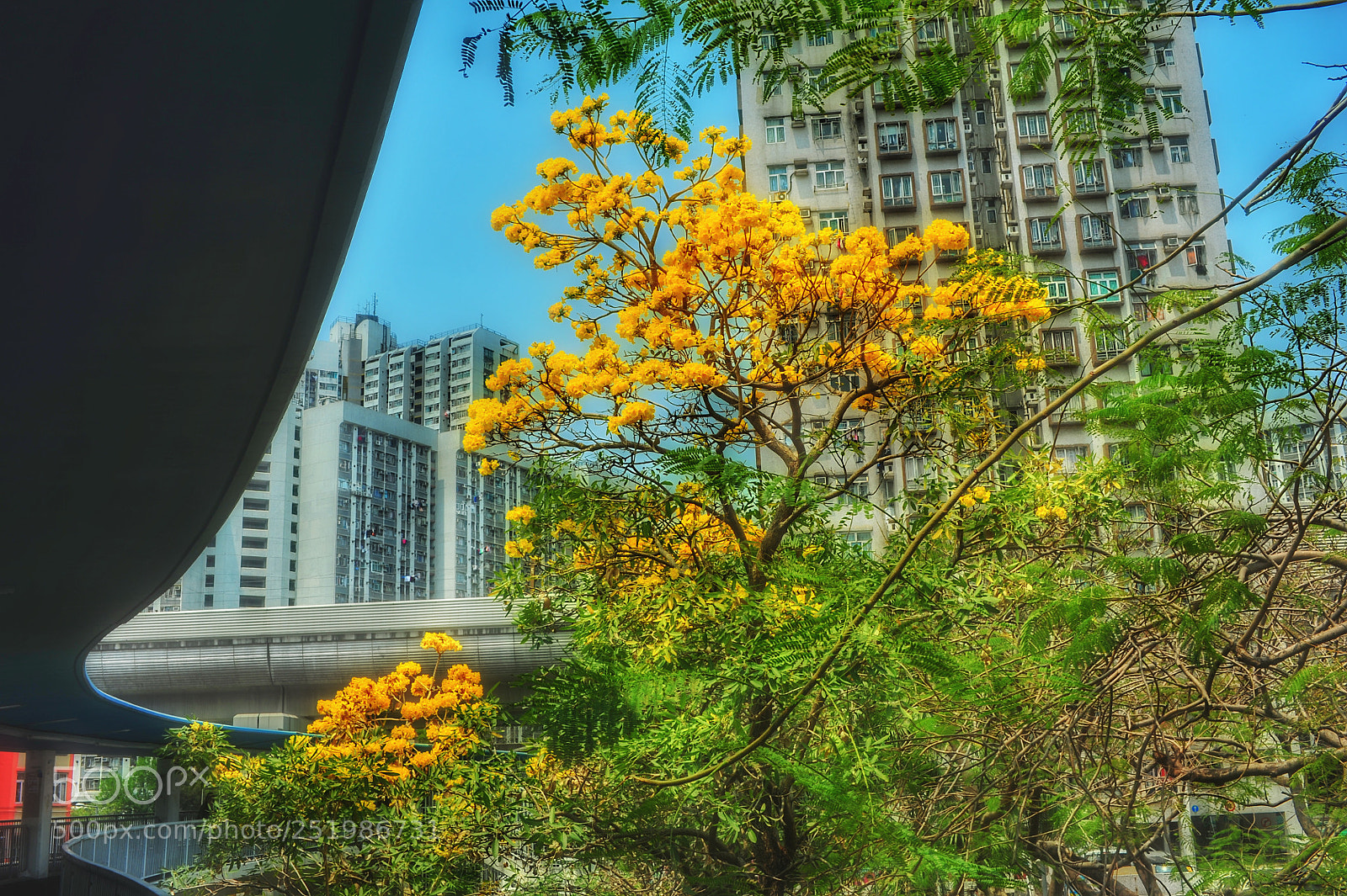 Nikon D700 sample photo. Yellow flowers photography