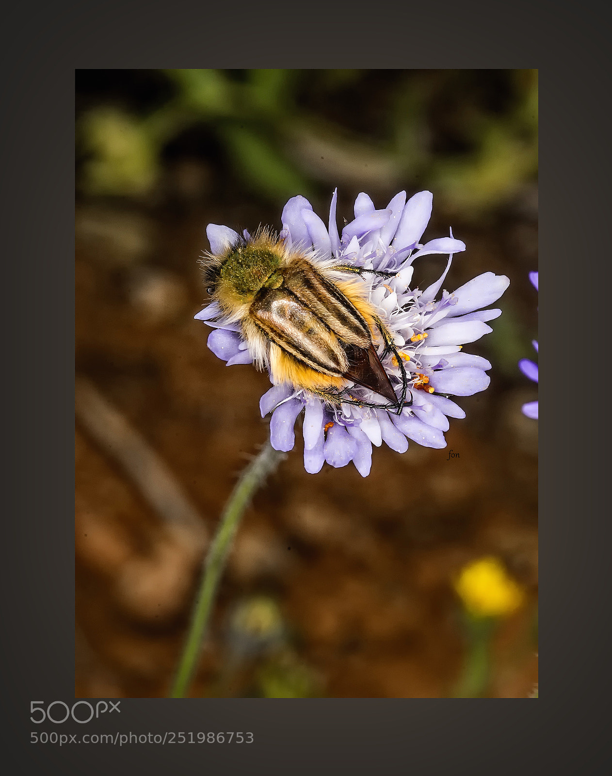 Nikon D600 sample photo. Bugs#2 photography