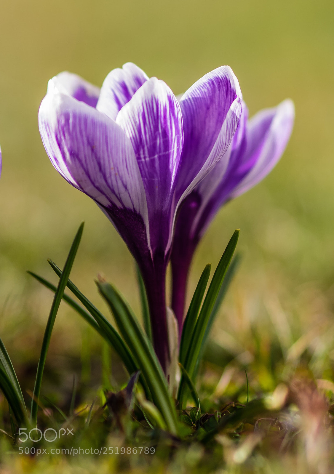Olympus OM-D E-M1 sample photo. Krokuss photography