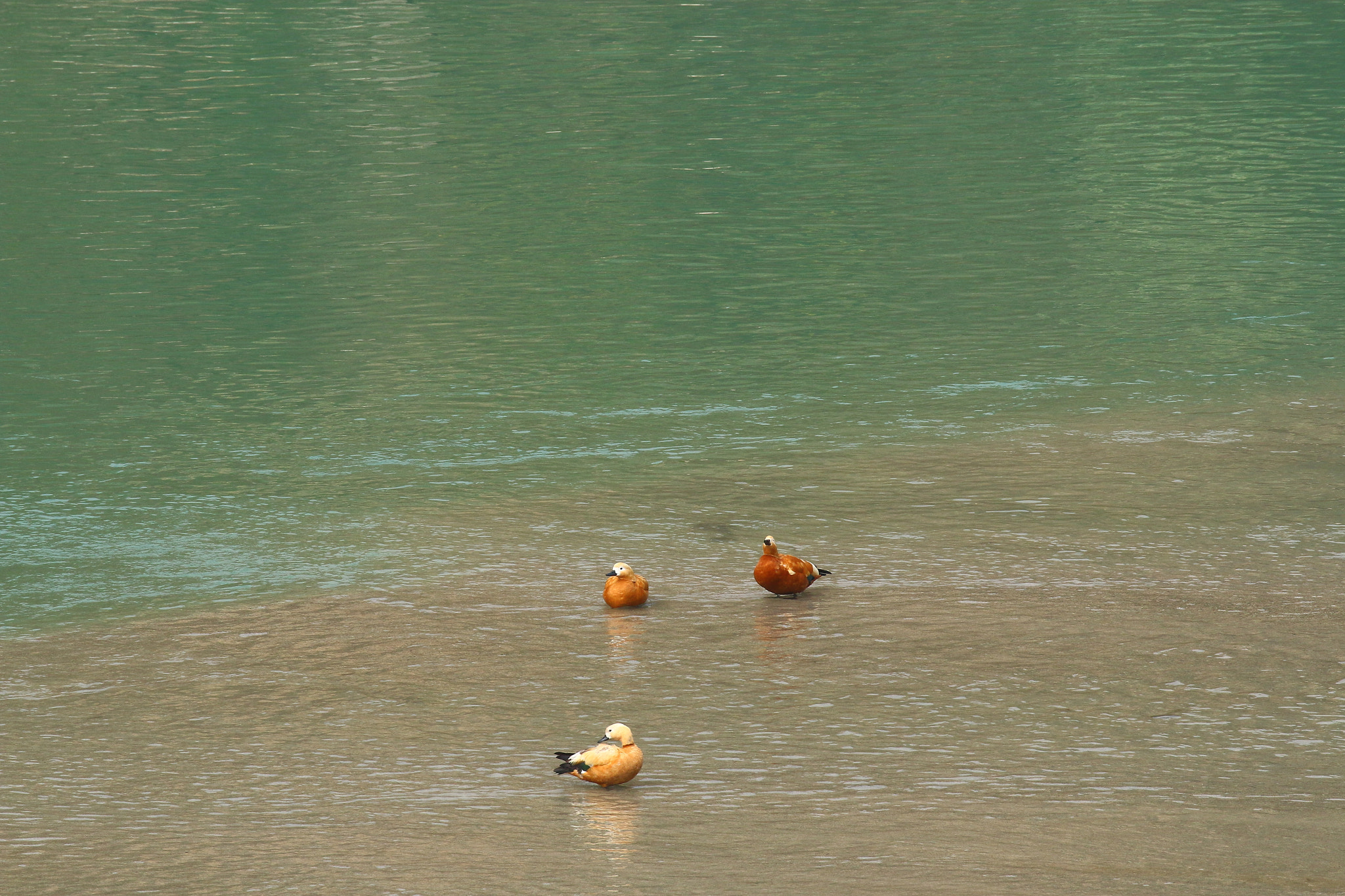 Canon EOS 70D sample photo. Ruddy shelduck photography
