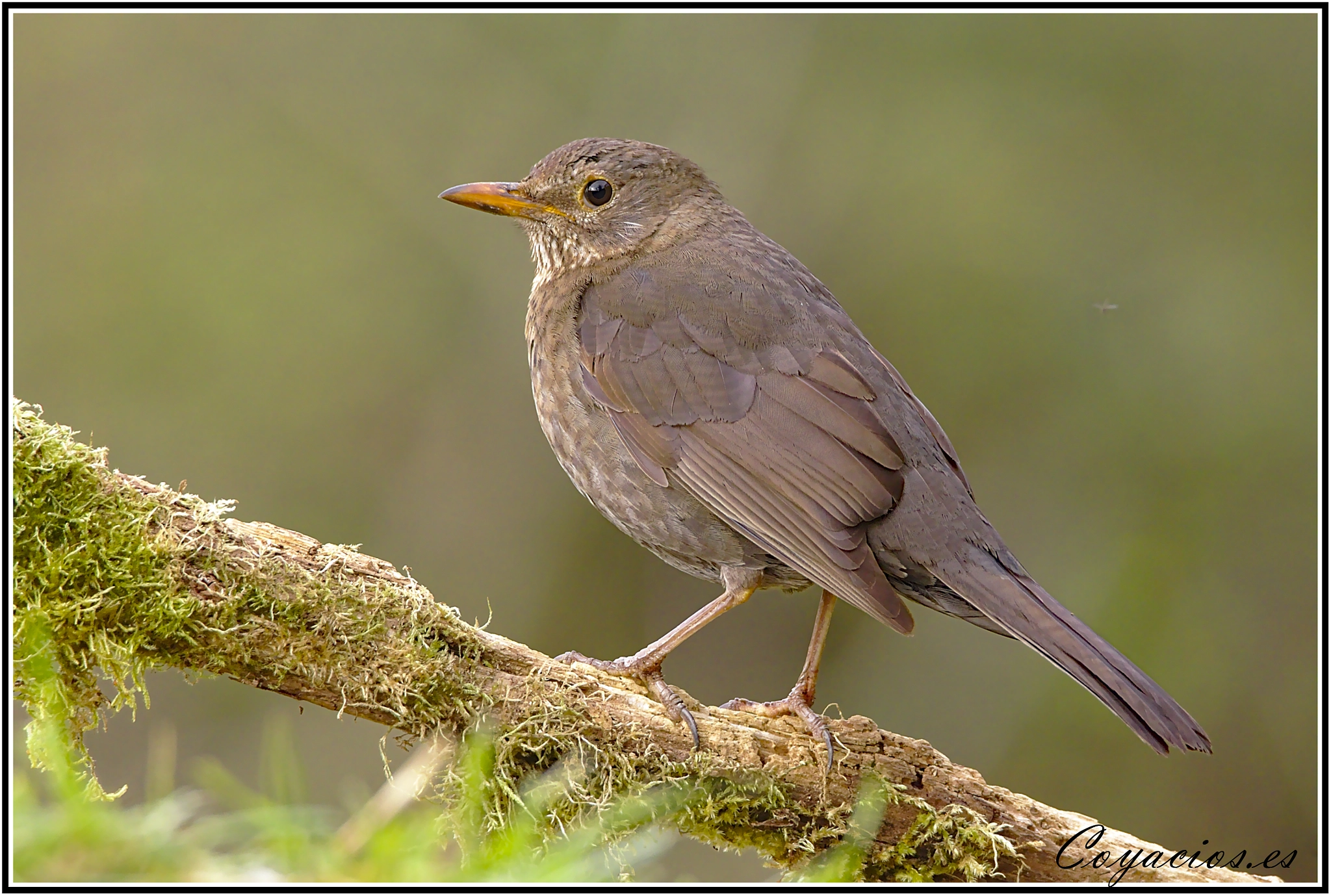 Canon EOS 7D Mark II sample photo. Mirlo común (turdus merula) ♀ photography