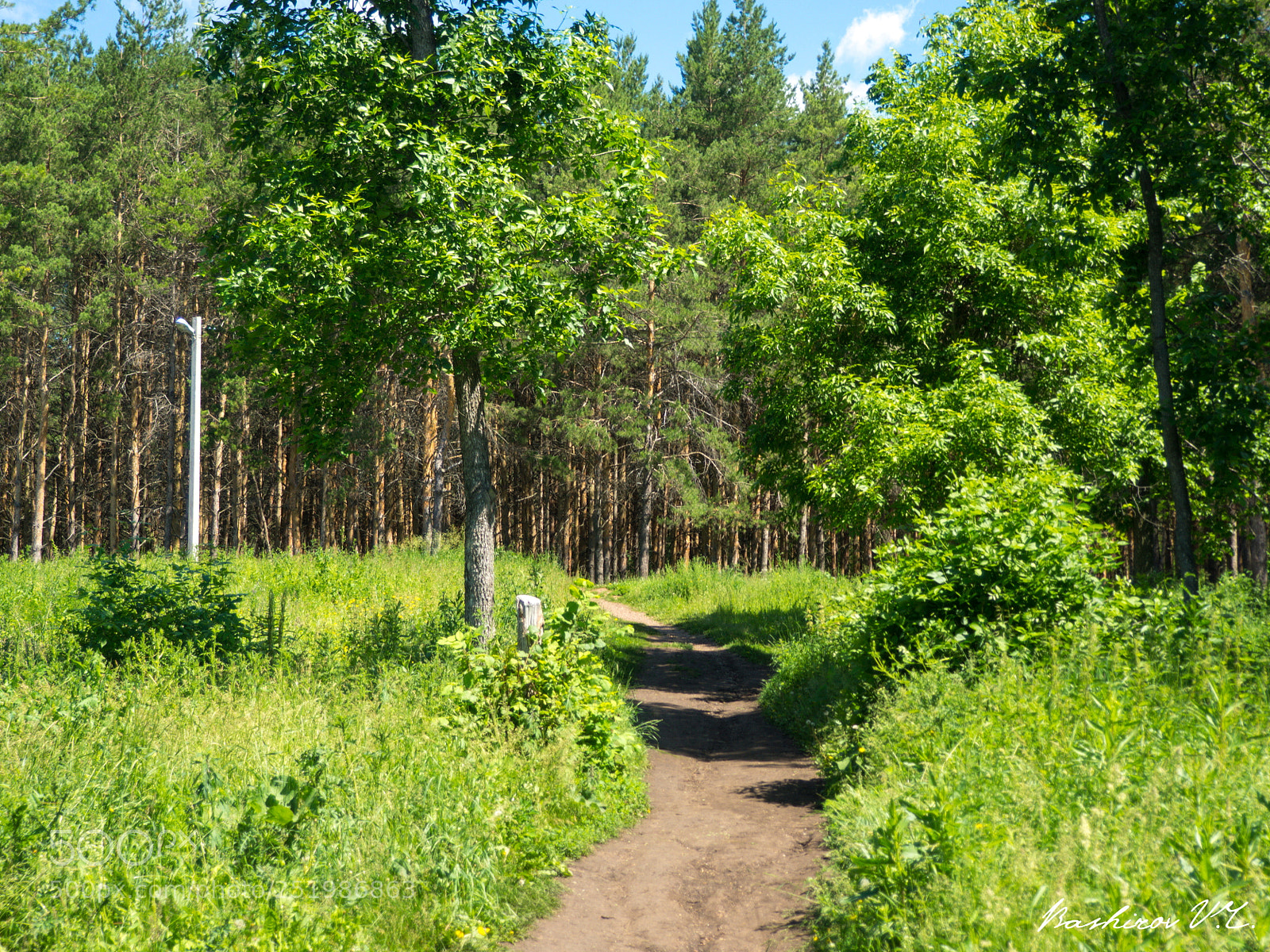Olympus OM-D E-M10 sample photo. Way in the forest photography