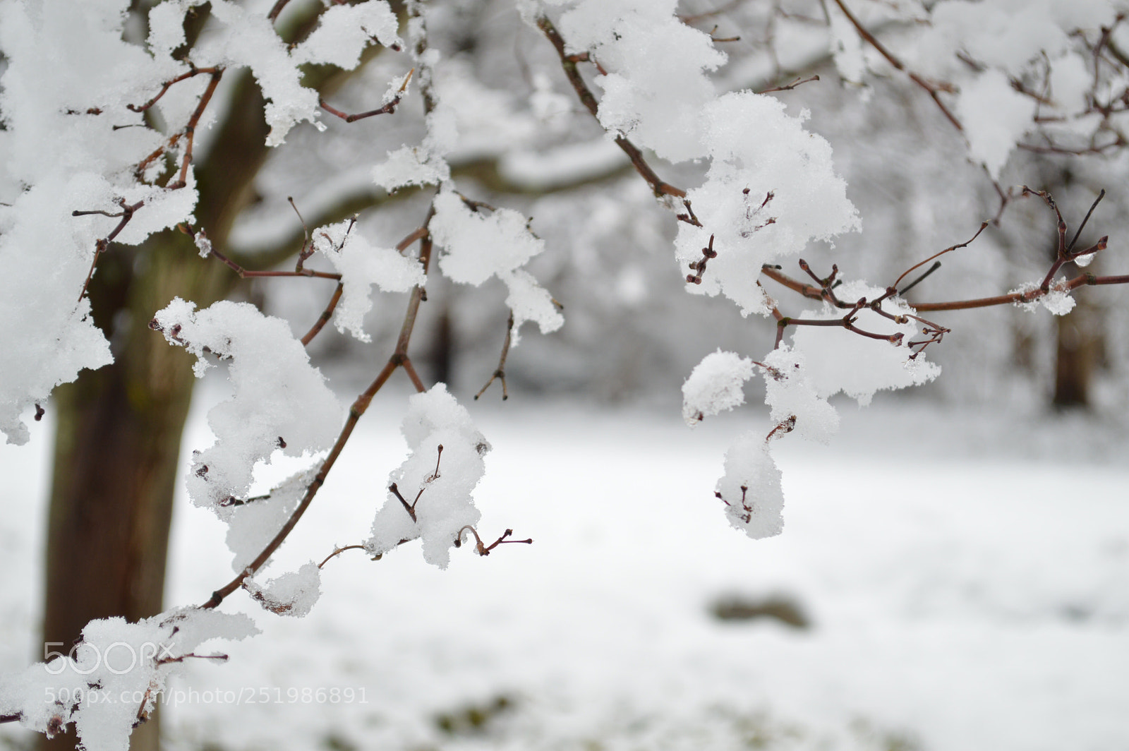 Nikon D3200 sample photo. April snowshowers photography