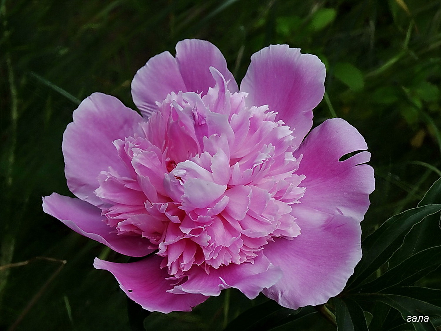 Minolta AF 80-200mm F2.8 HS-APO G sample photo. Charm photography