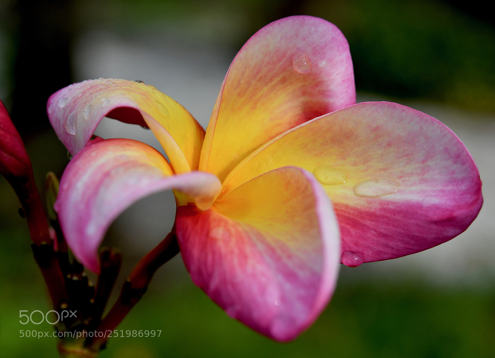 Nikon D500 sample photo. A pop of color photography