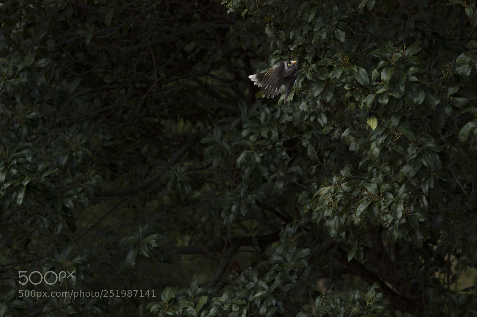 Canon EOS 500D (EOS Rebel T1i / EOS Kiss X3) sample photo. Bird flying photography