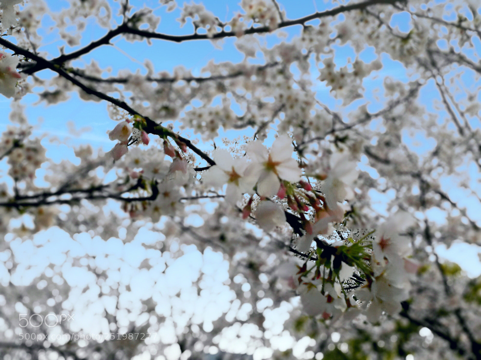 HUAWEI P10 sample photo. Untitled photography