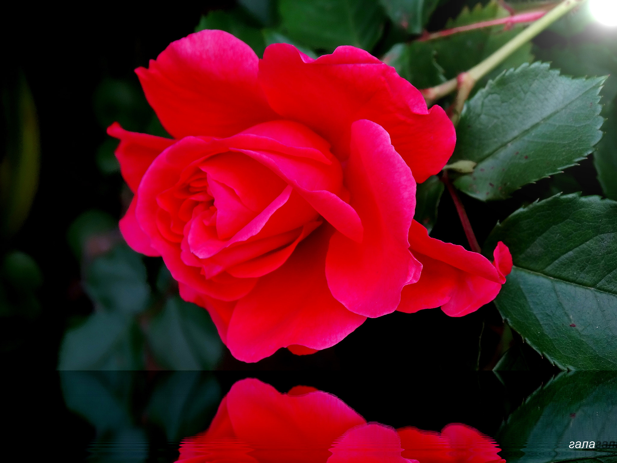 Minolta AF 80-200mm F2.8 HS-APO G sample photo. Charm photography