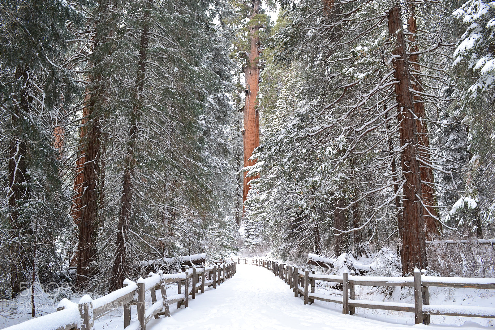 Nikon D3100 sample photo. Winter in sequoia photography