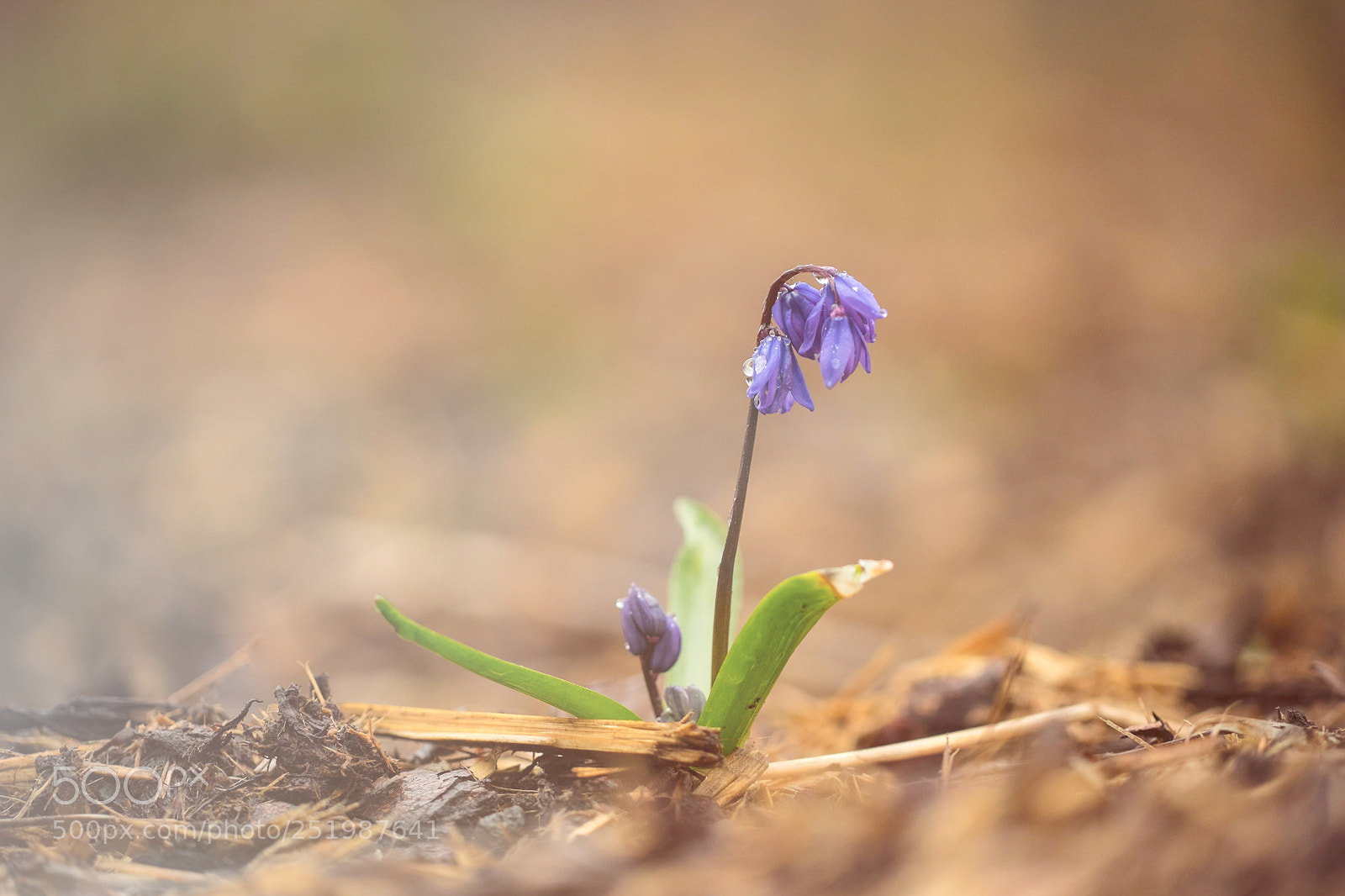 Fujifilm X-T1 sample photo. Awake photography
