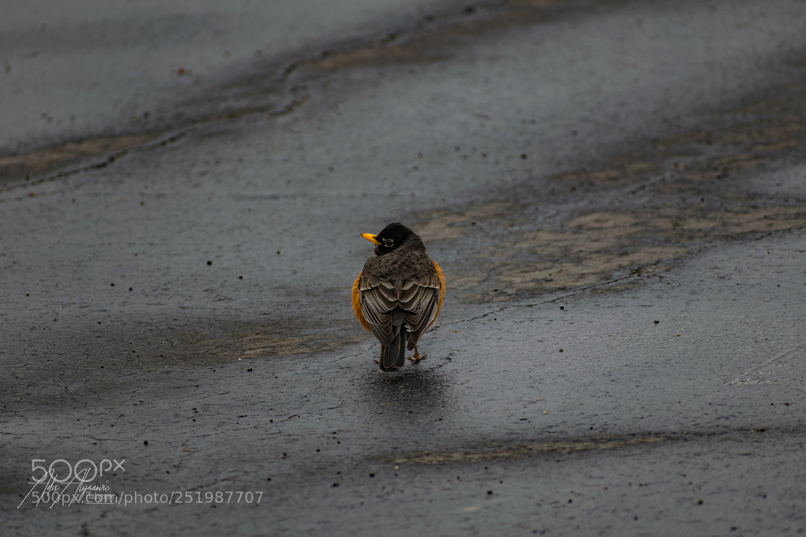 Nikon D5300 sample photo. Robin photography