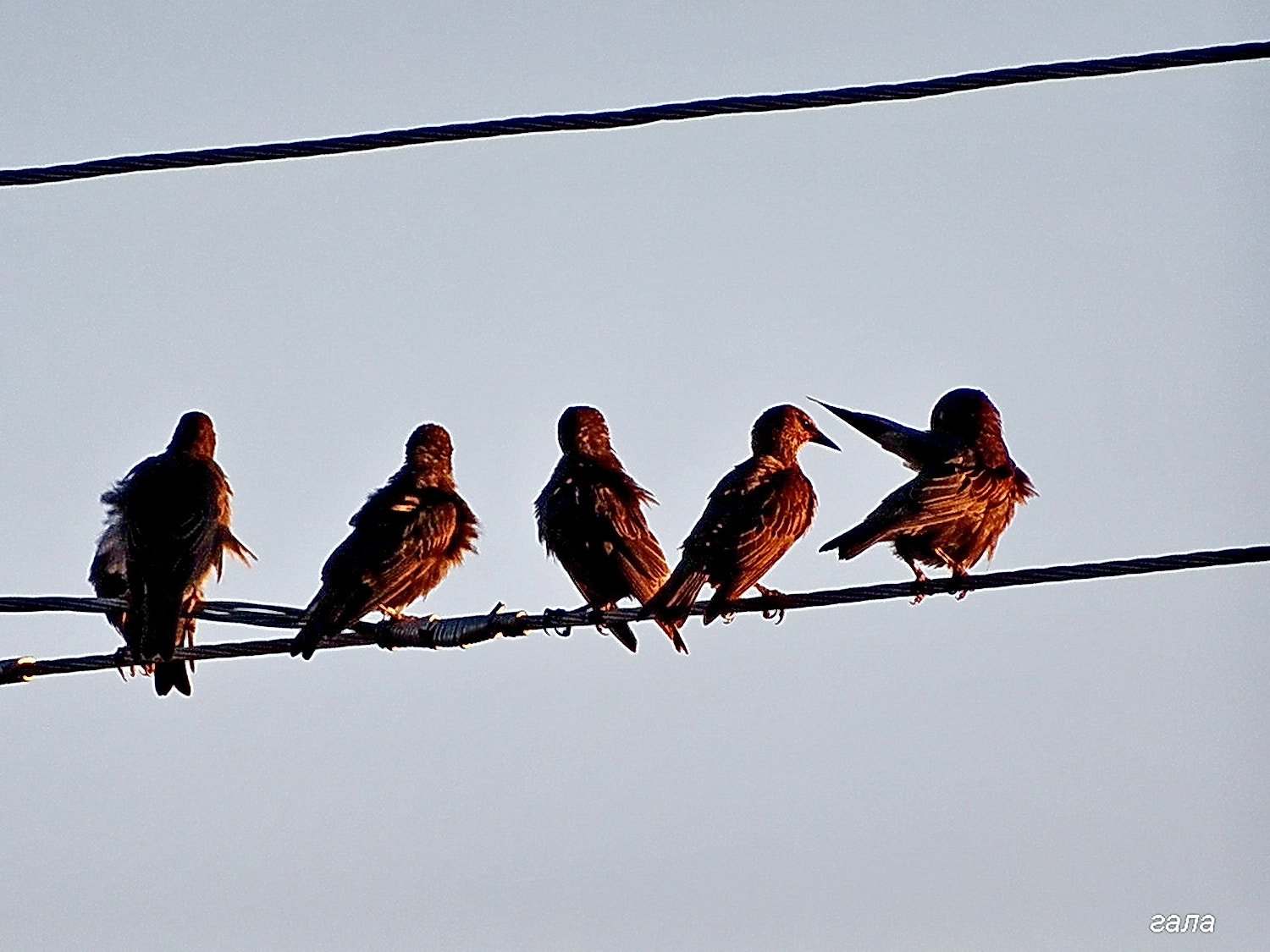 Sony Cyber-shot DSC-HX300 + Minolta AF 80-200mm F2.8 HS-APO G sample photo. Chicks photography