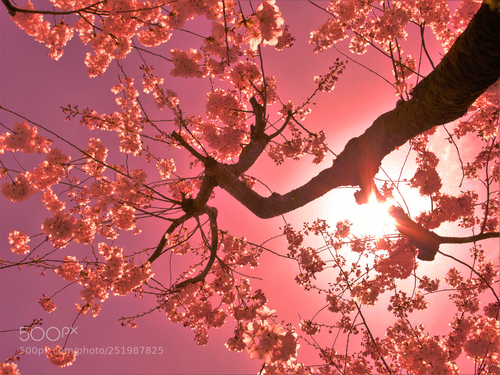 Canon EOS 60D sample photo. Cherry tree -- 樱花树 photography
