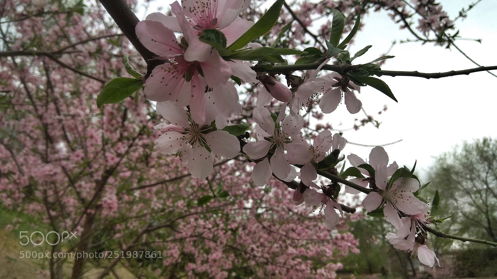 Xiaomi Redmi Note 4X sample photo. Untitled photography