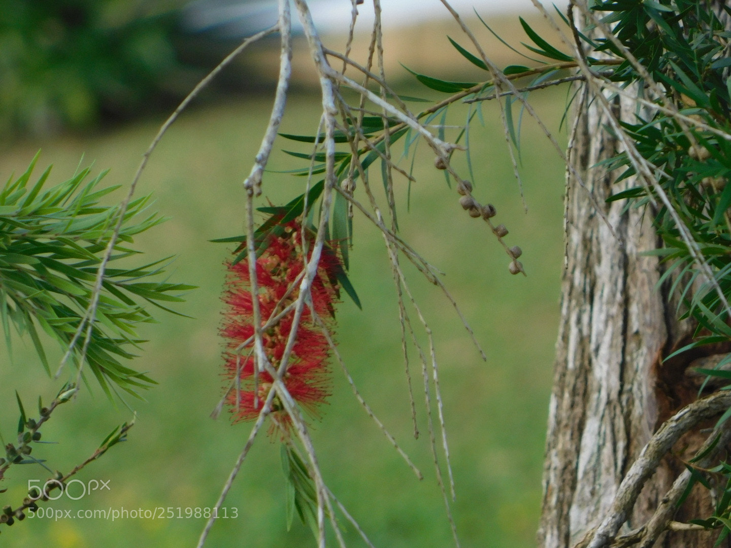 Nikon Coolpix B500 sample photo. Natural red photography